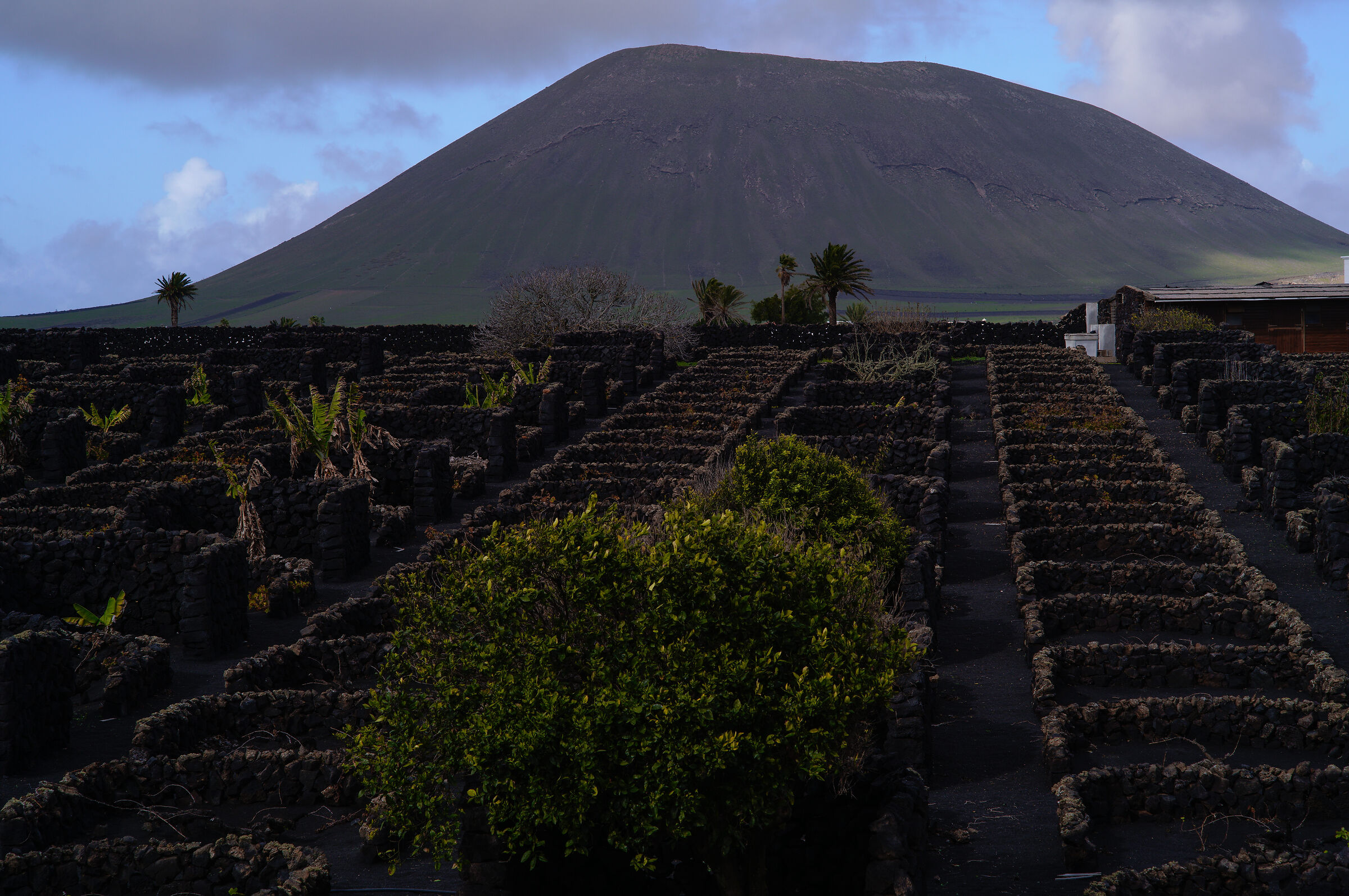 Vigneti di Malvasia a Lanzarote