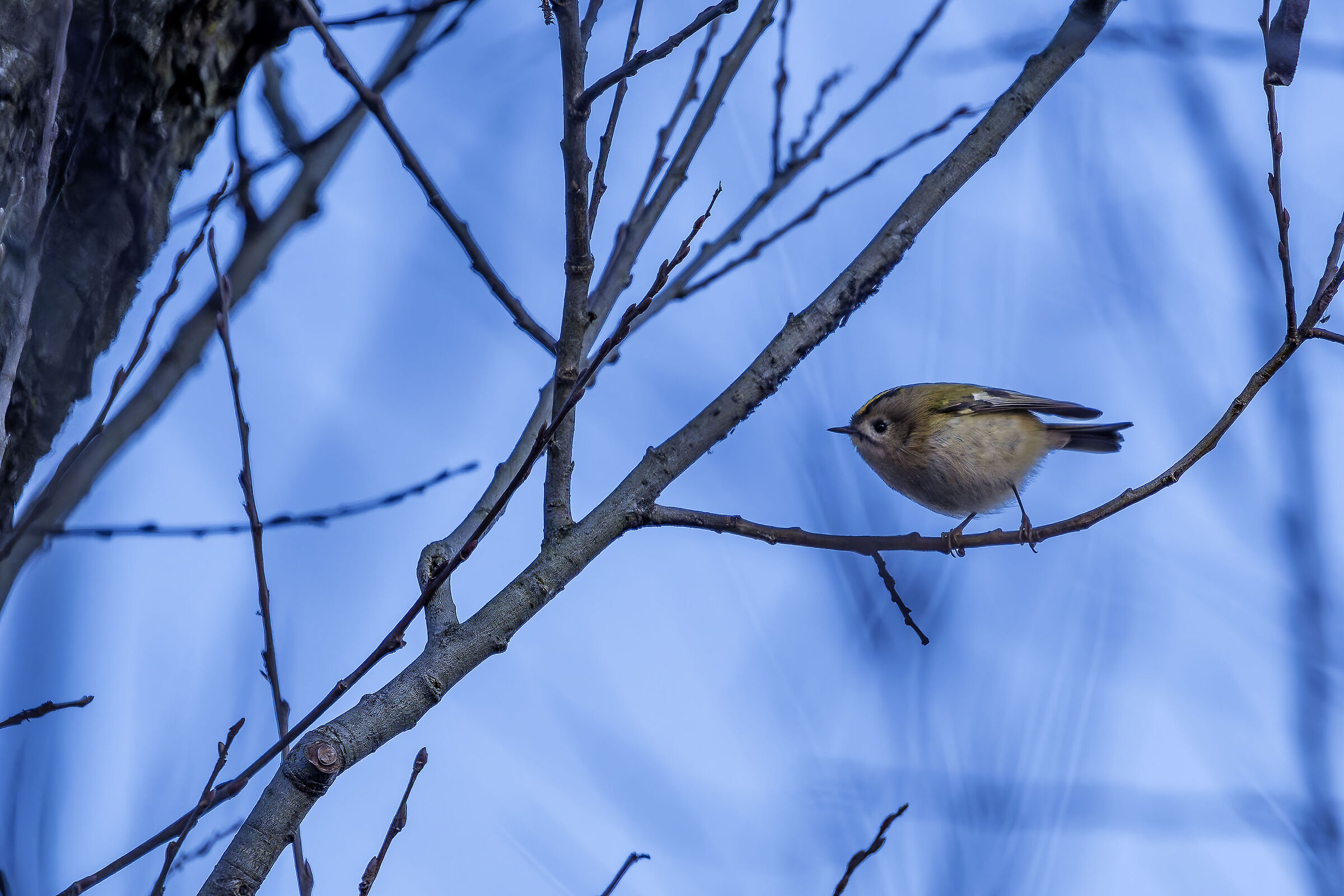 I rule in the cold morning