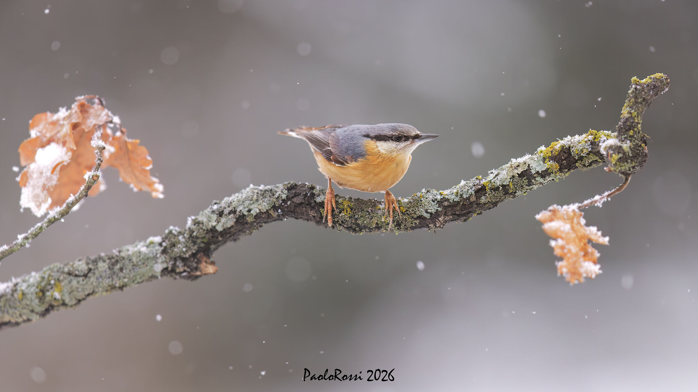 Nuthatch...