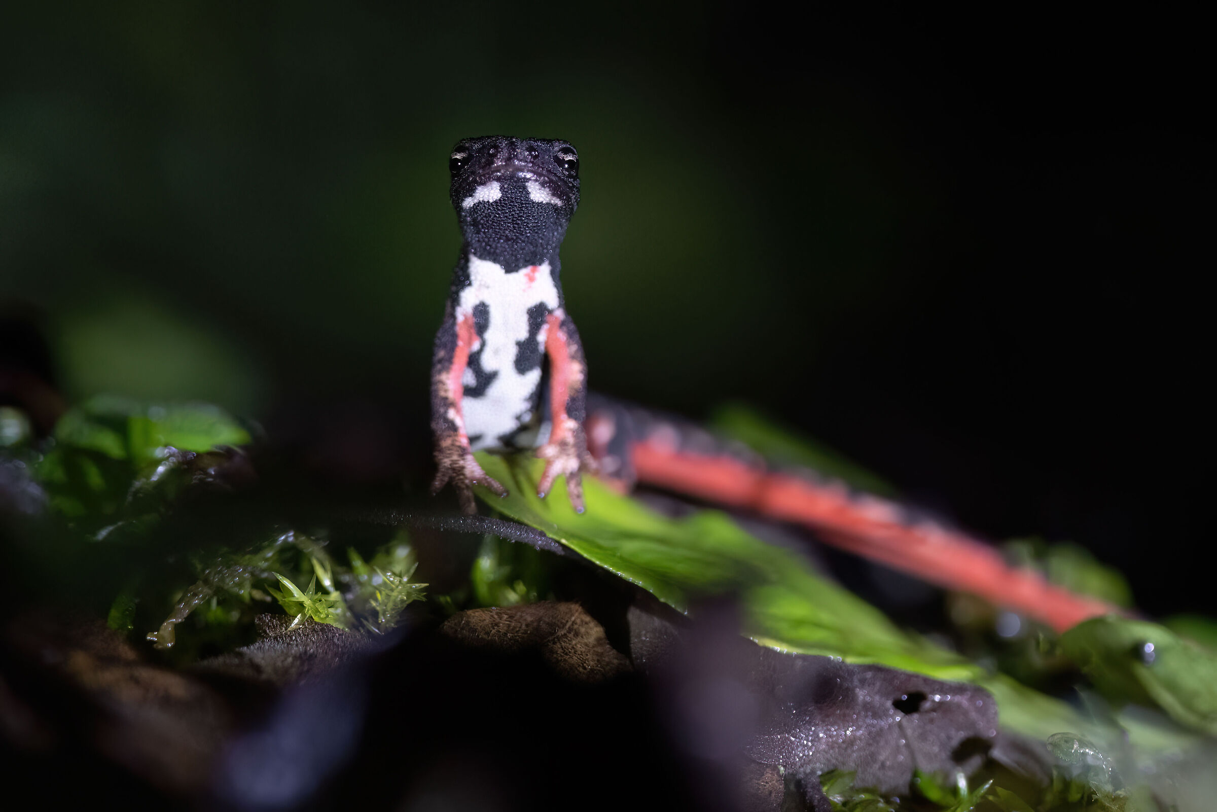 Spectacled Salamander|Salamander perspicillata