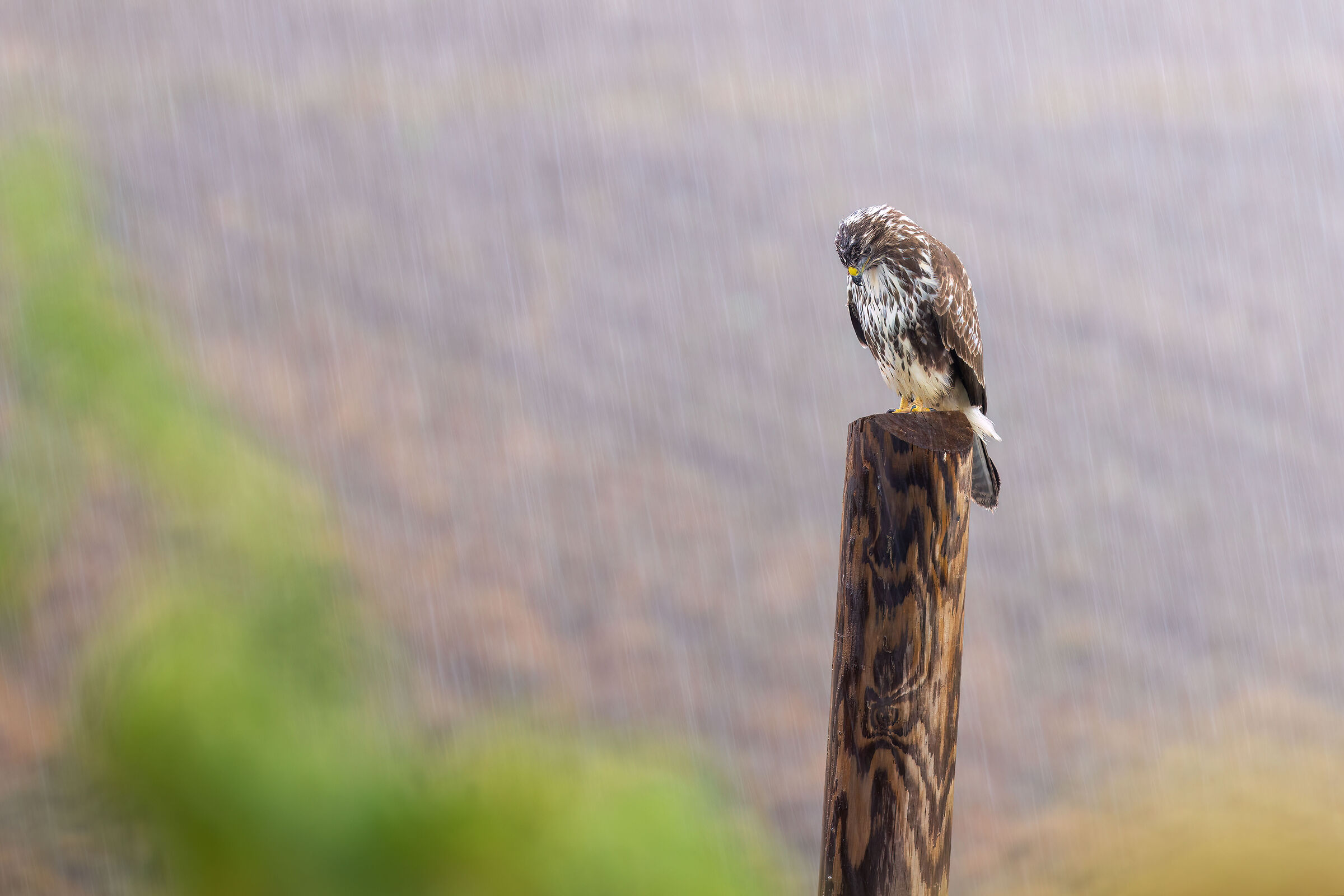 Poiana | Buteo buteo