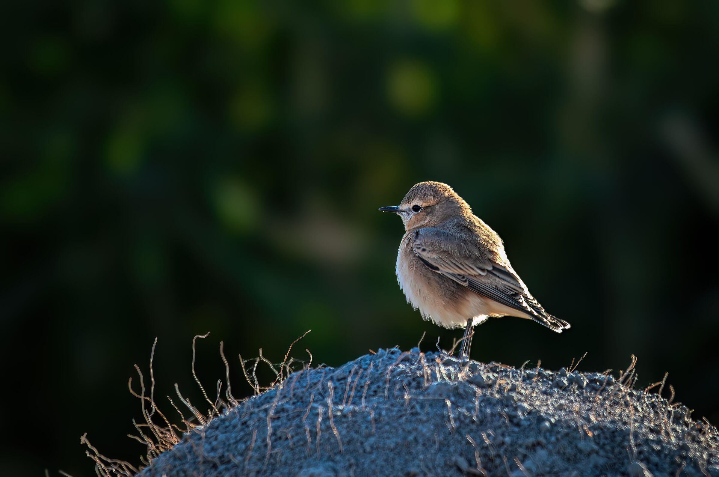 Wheatear