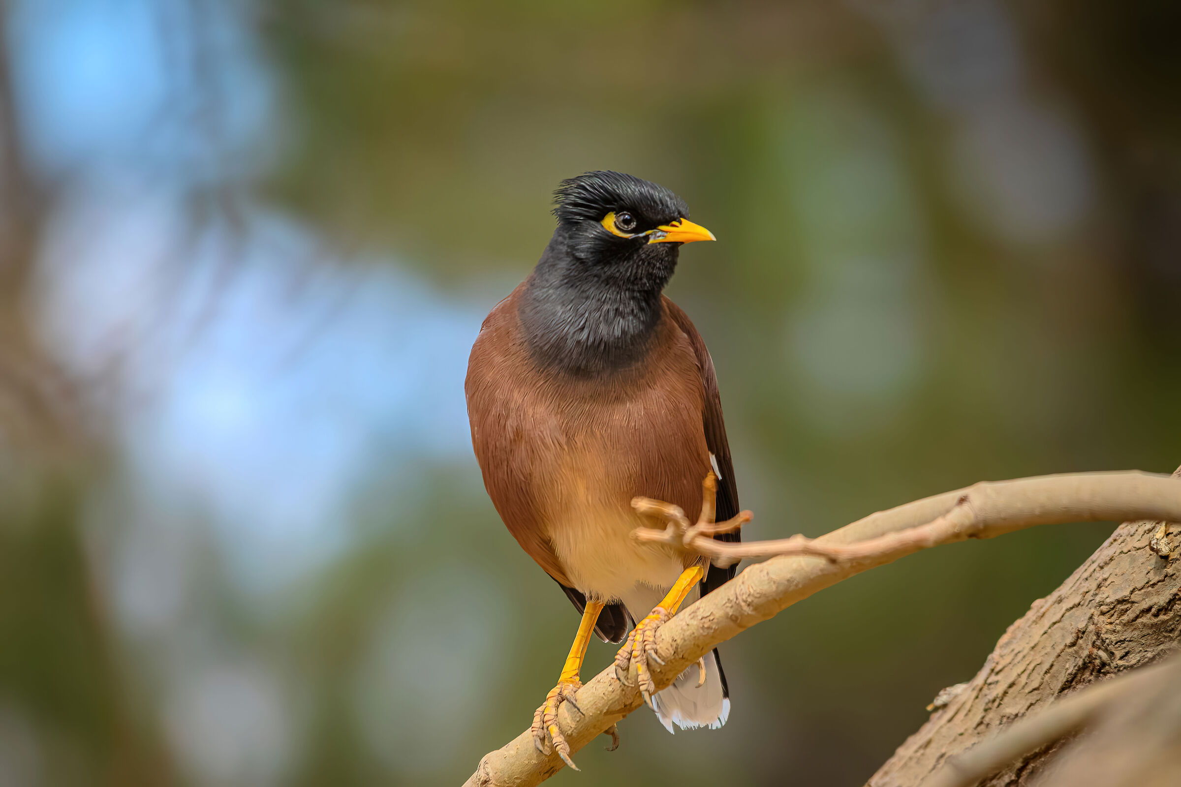 Myna