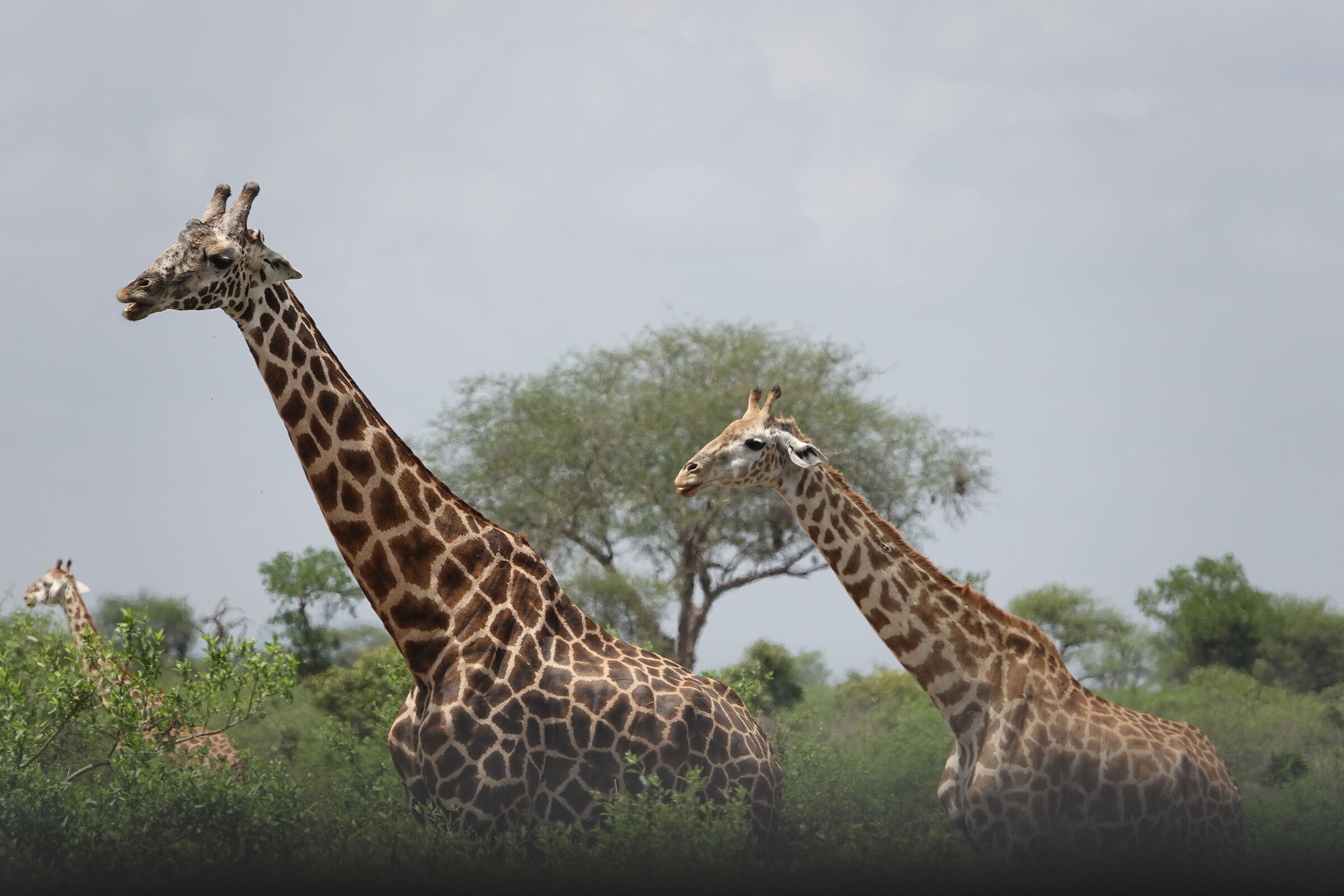 Giraffes