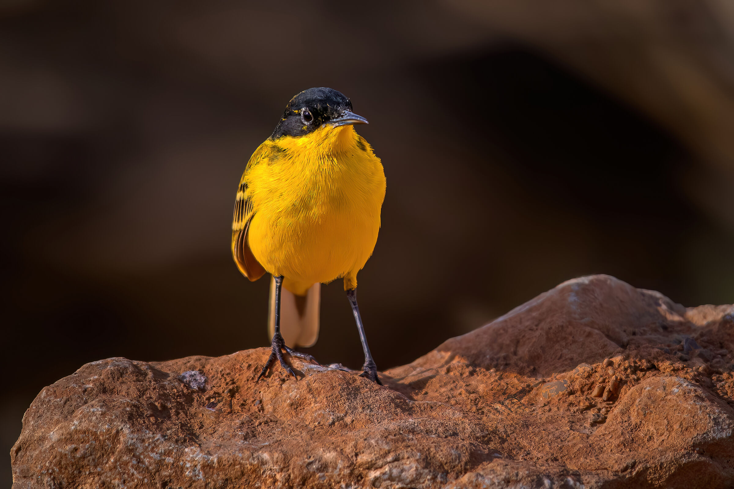 Yellow Wagtail