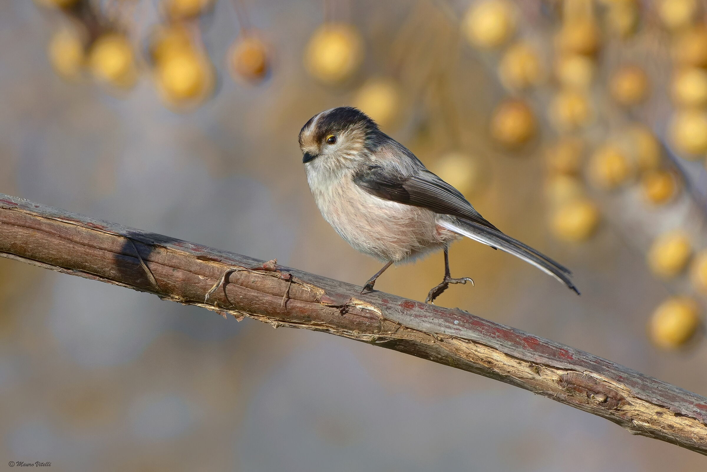 Codibugnolo (Aegithalos caudatus)