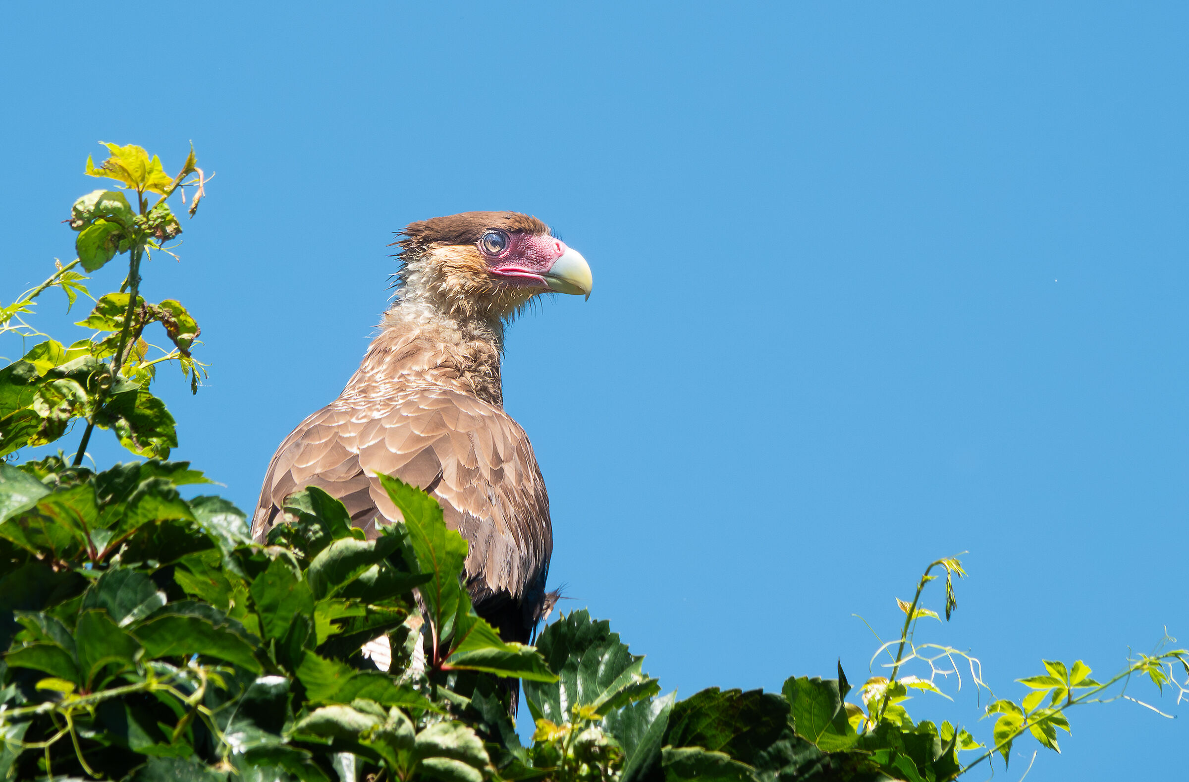 Caracara