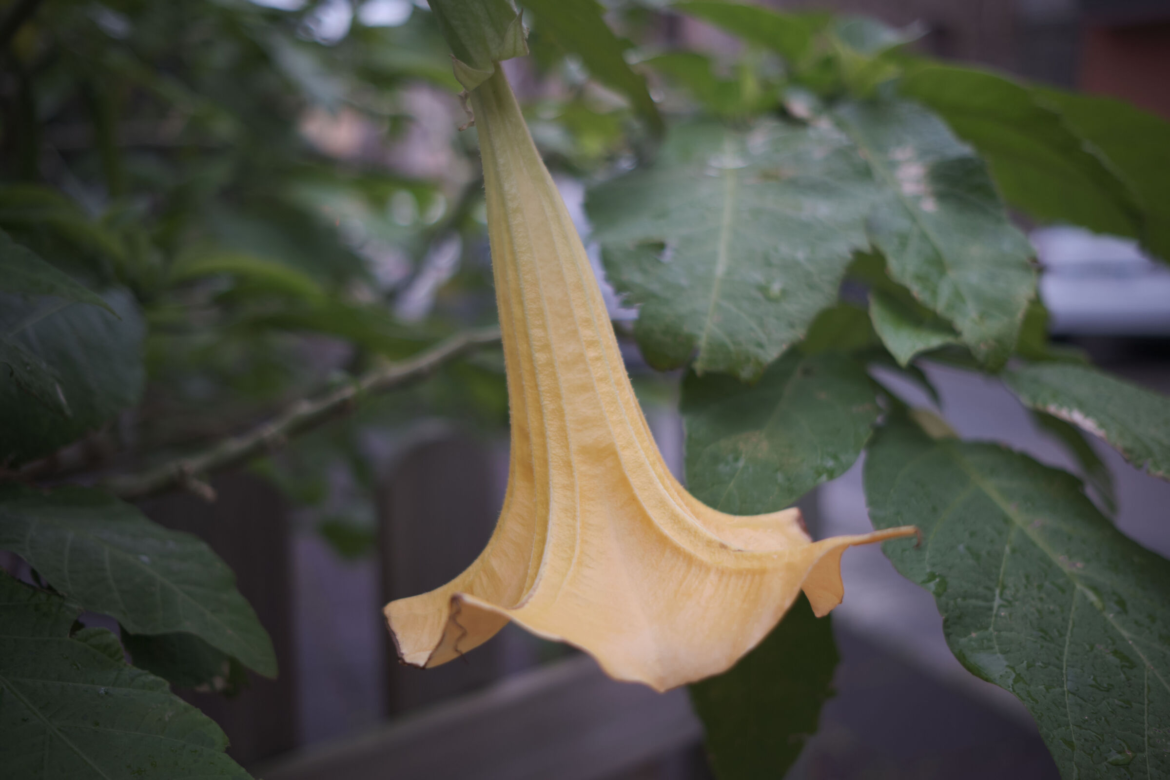 Un riparo dalla pioggia