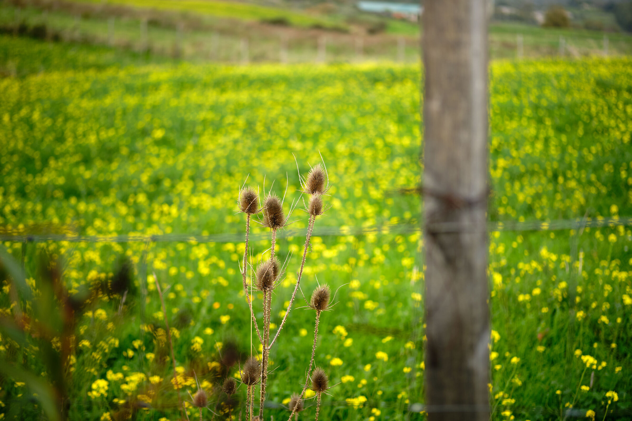 Spine tra il recinto?