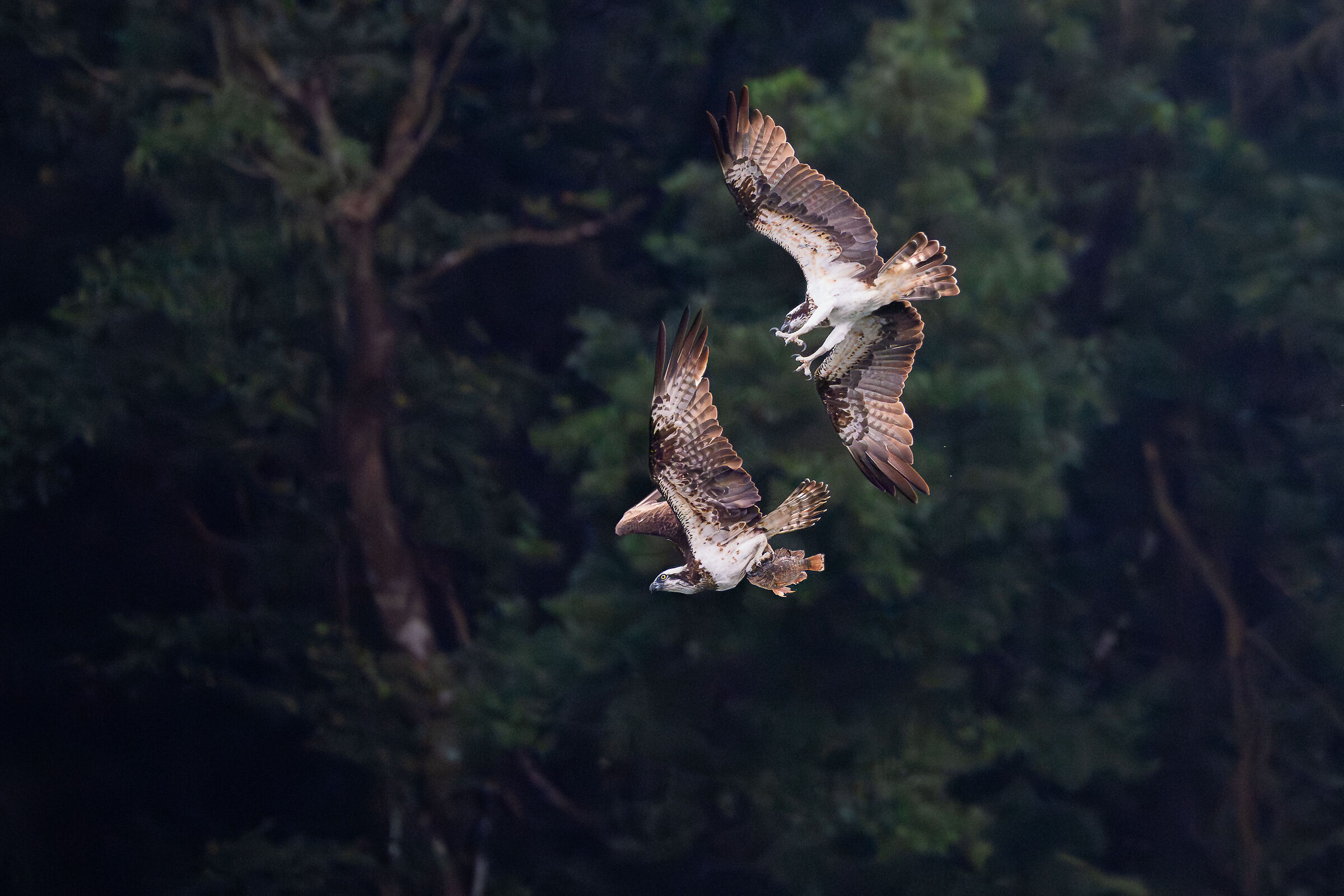 Two osprey fight for a fish