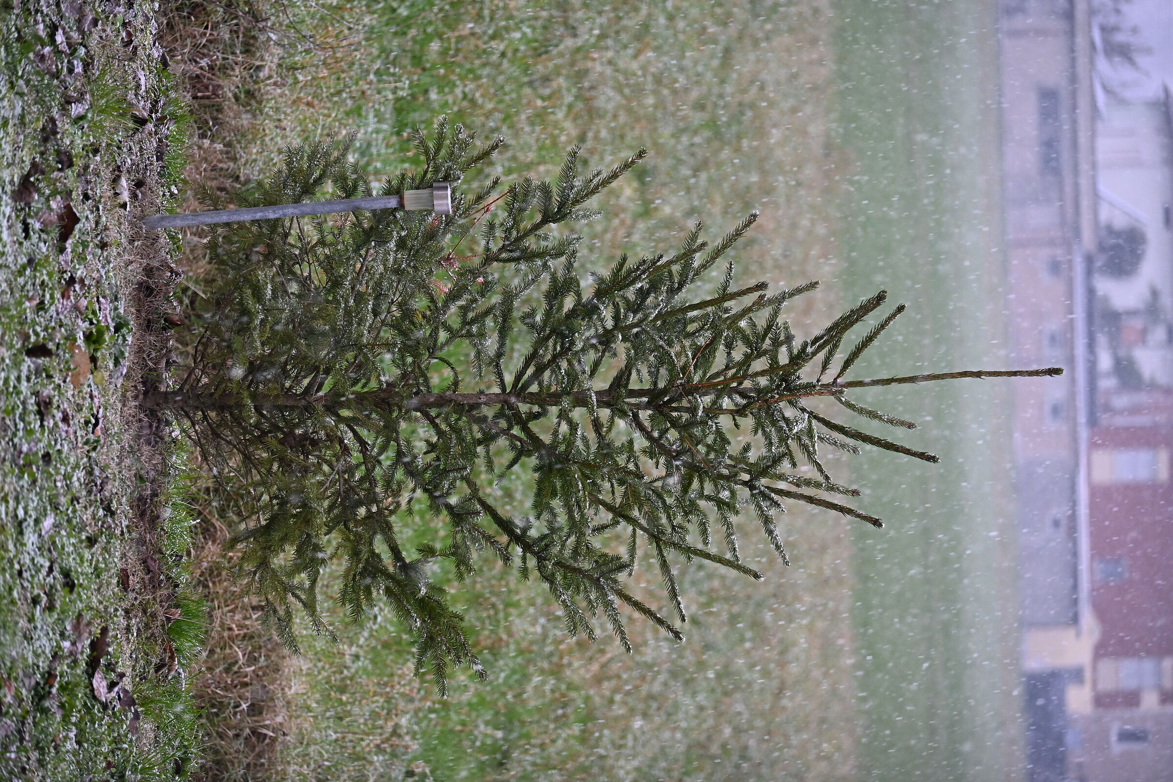 Small pine tree