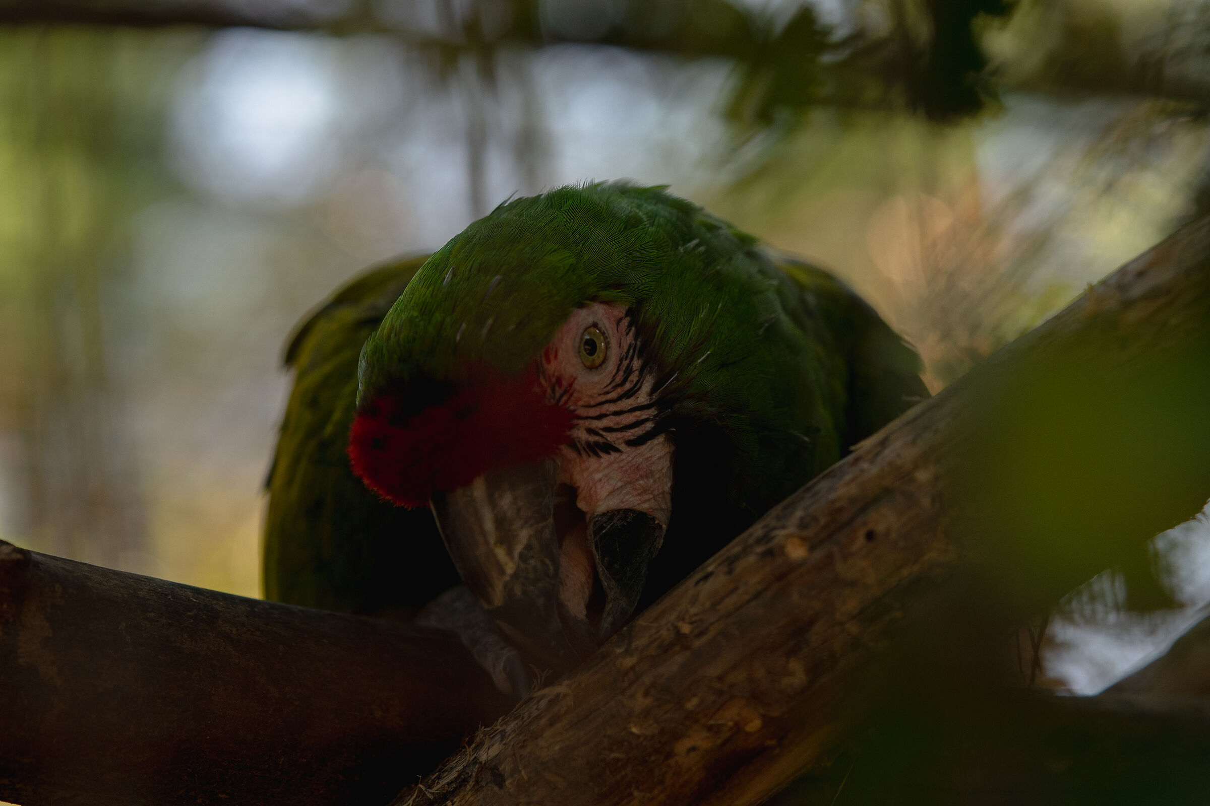 green macaw