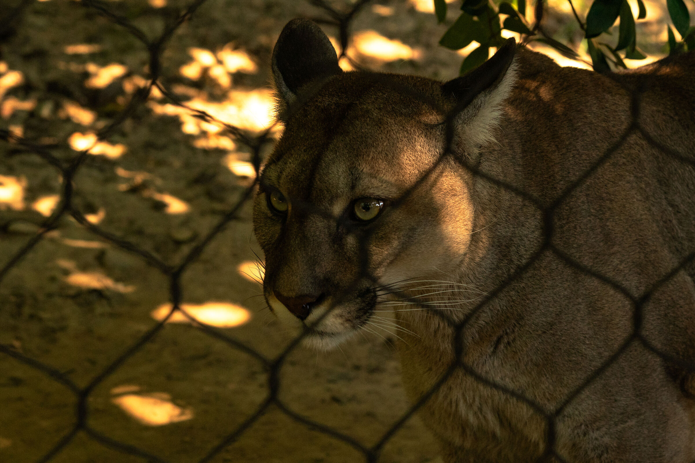 puma