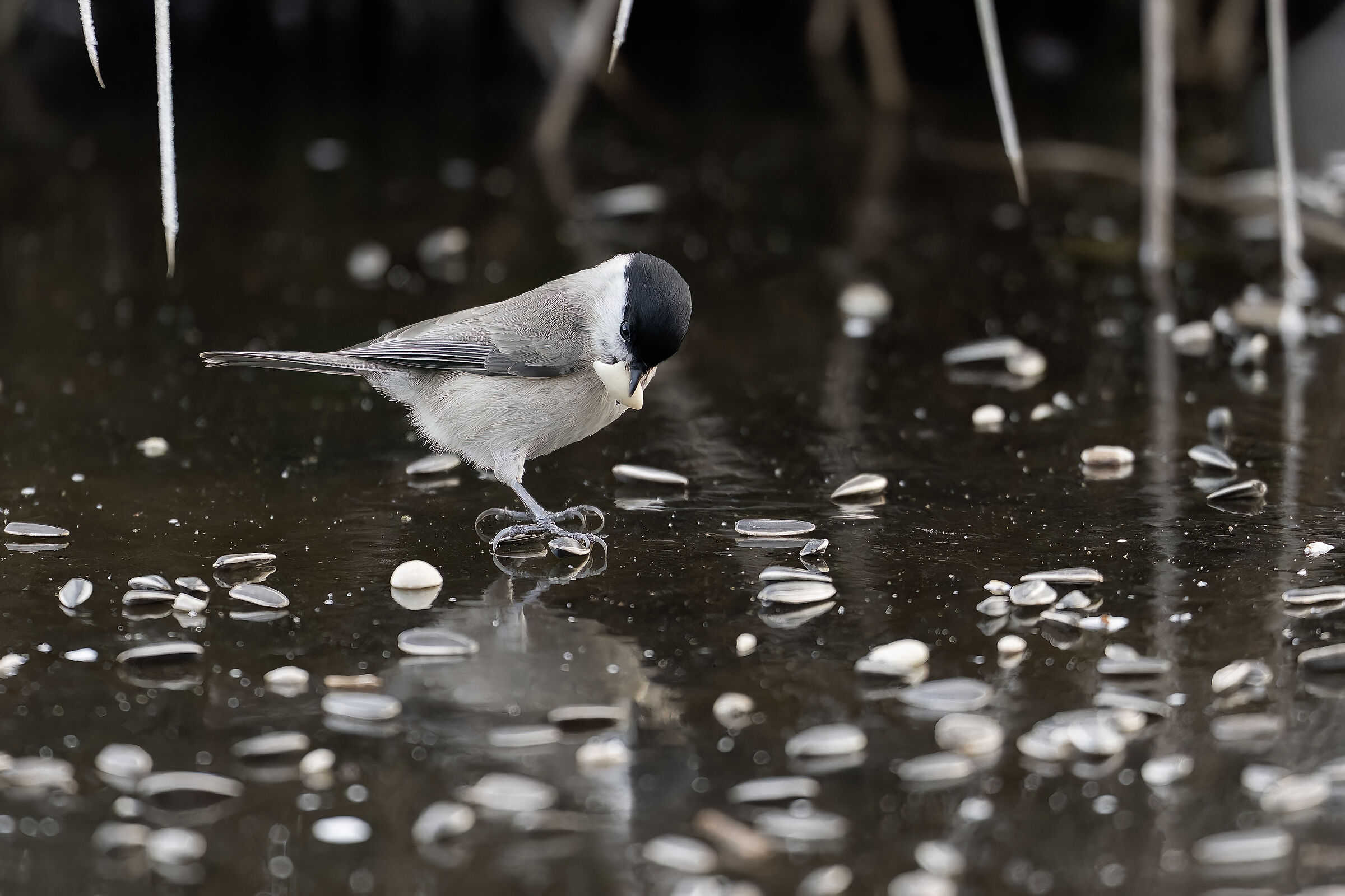 Poecile palustris on ice