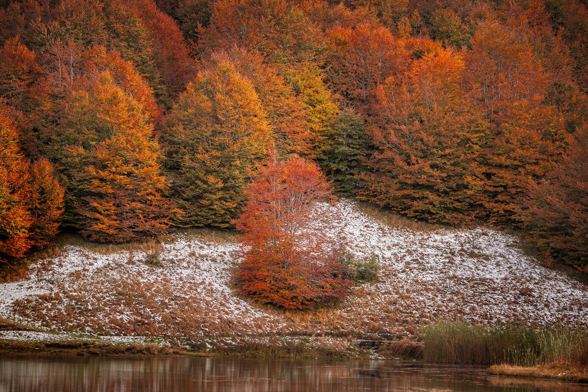 Foliage Lake Calamone