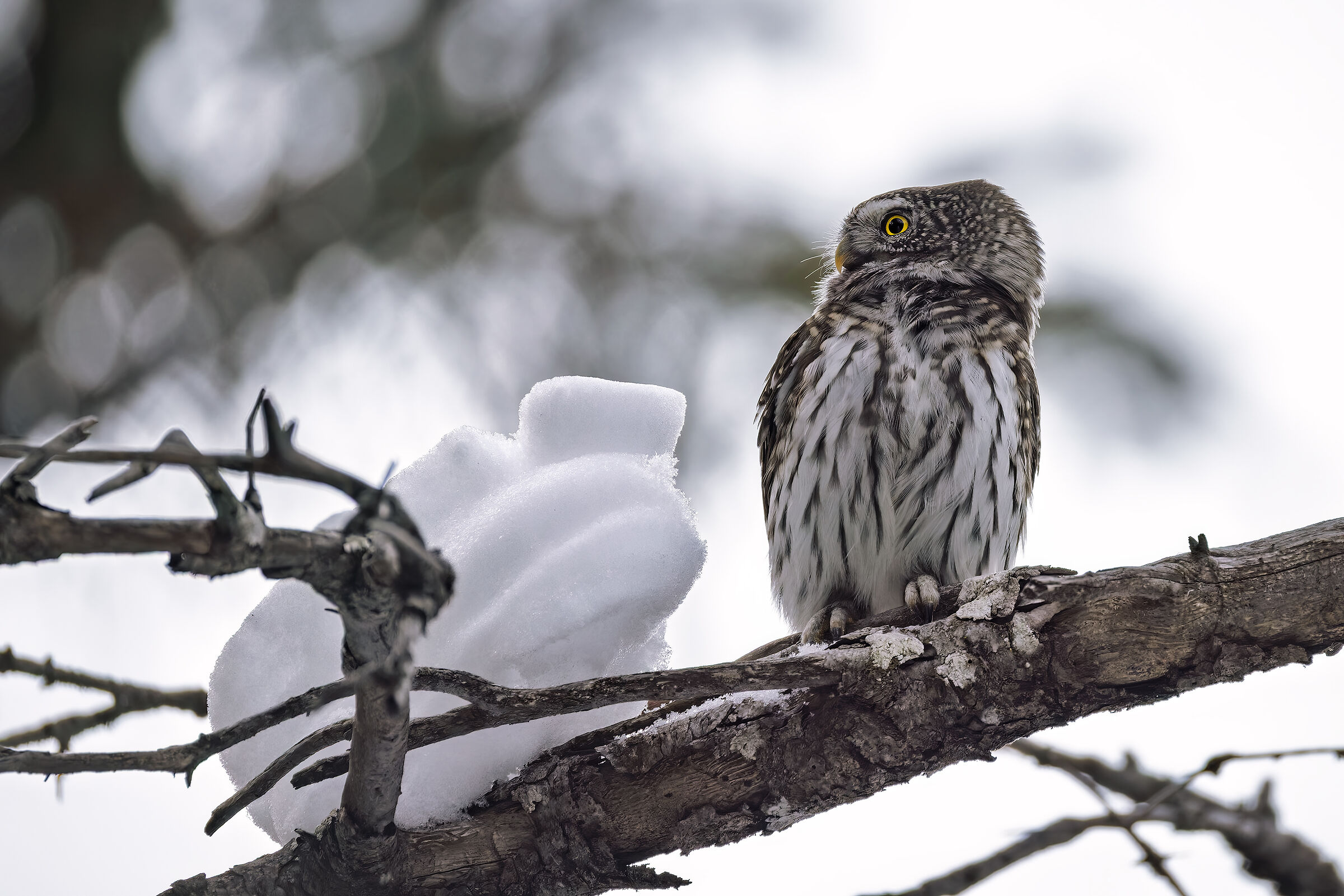 Visibly annoyed by a snowball