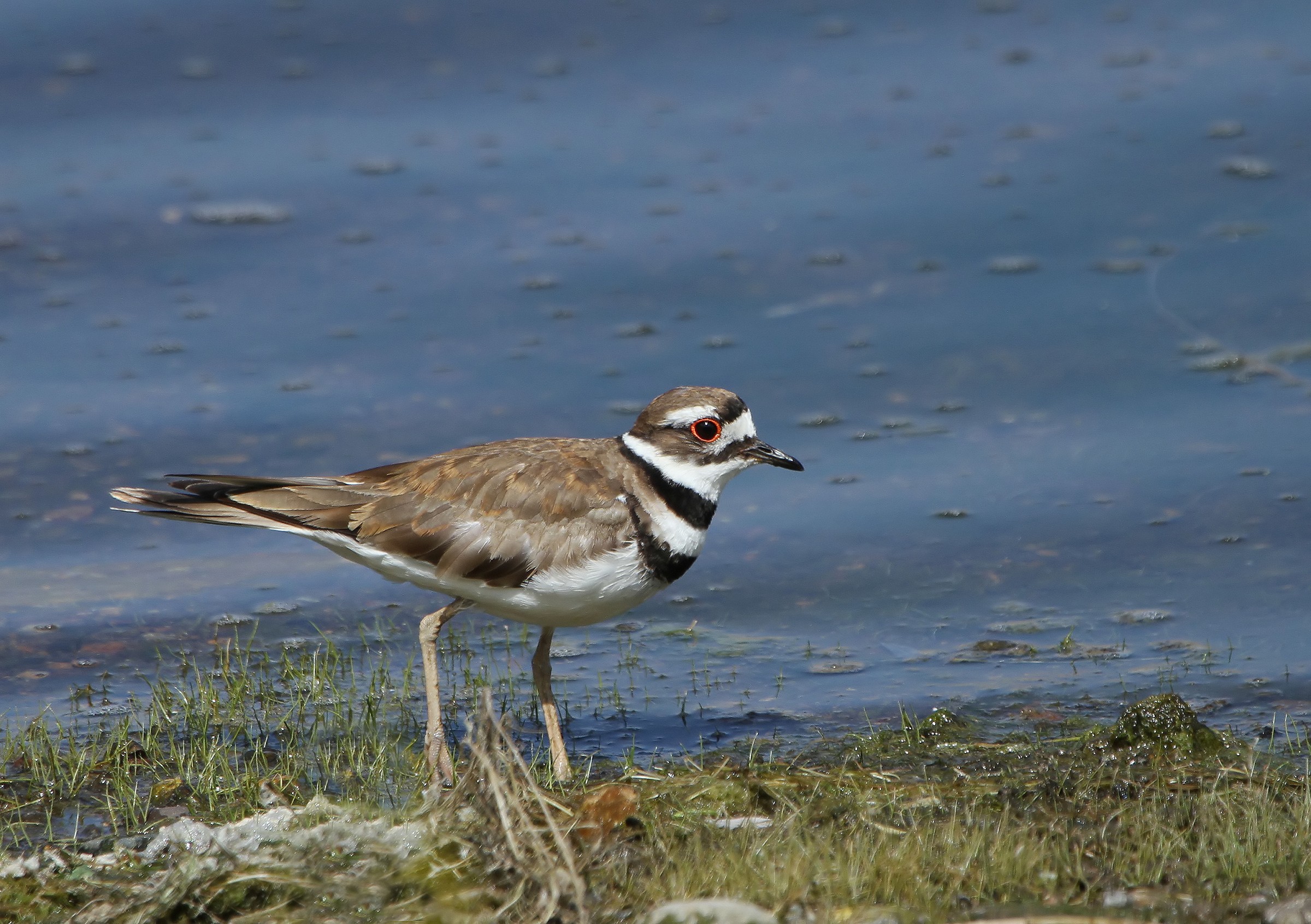 Consummate Shore Bird