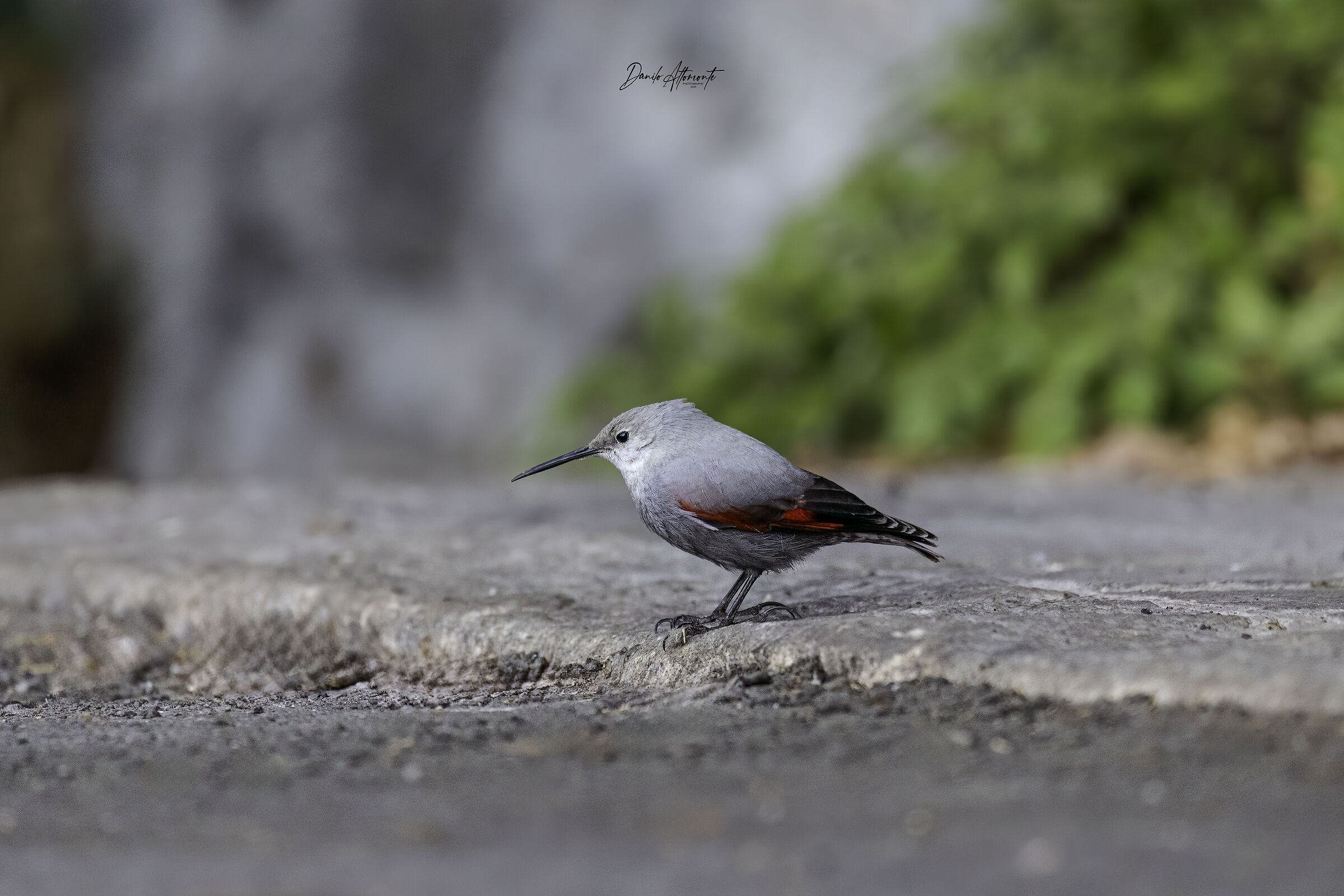 Wallcreeper
