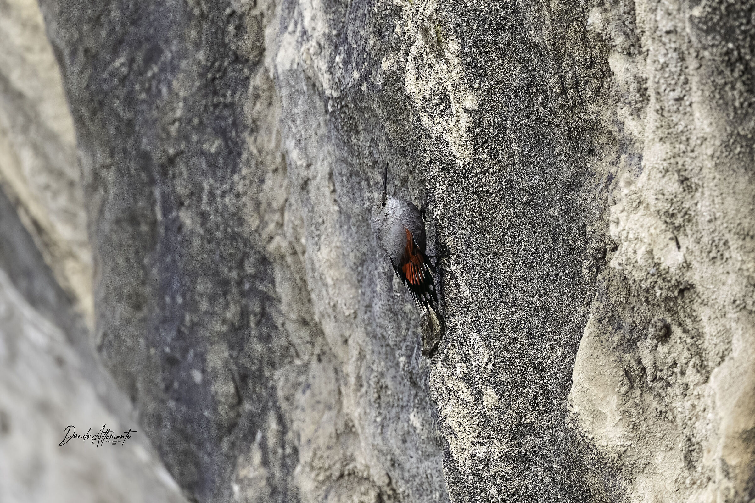 Wallcreeper