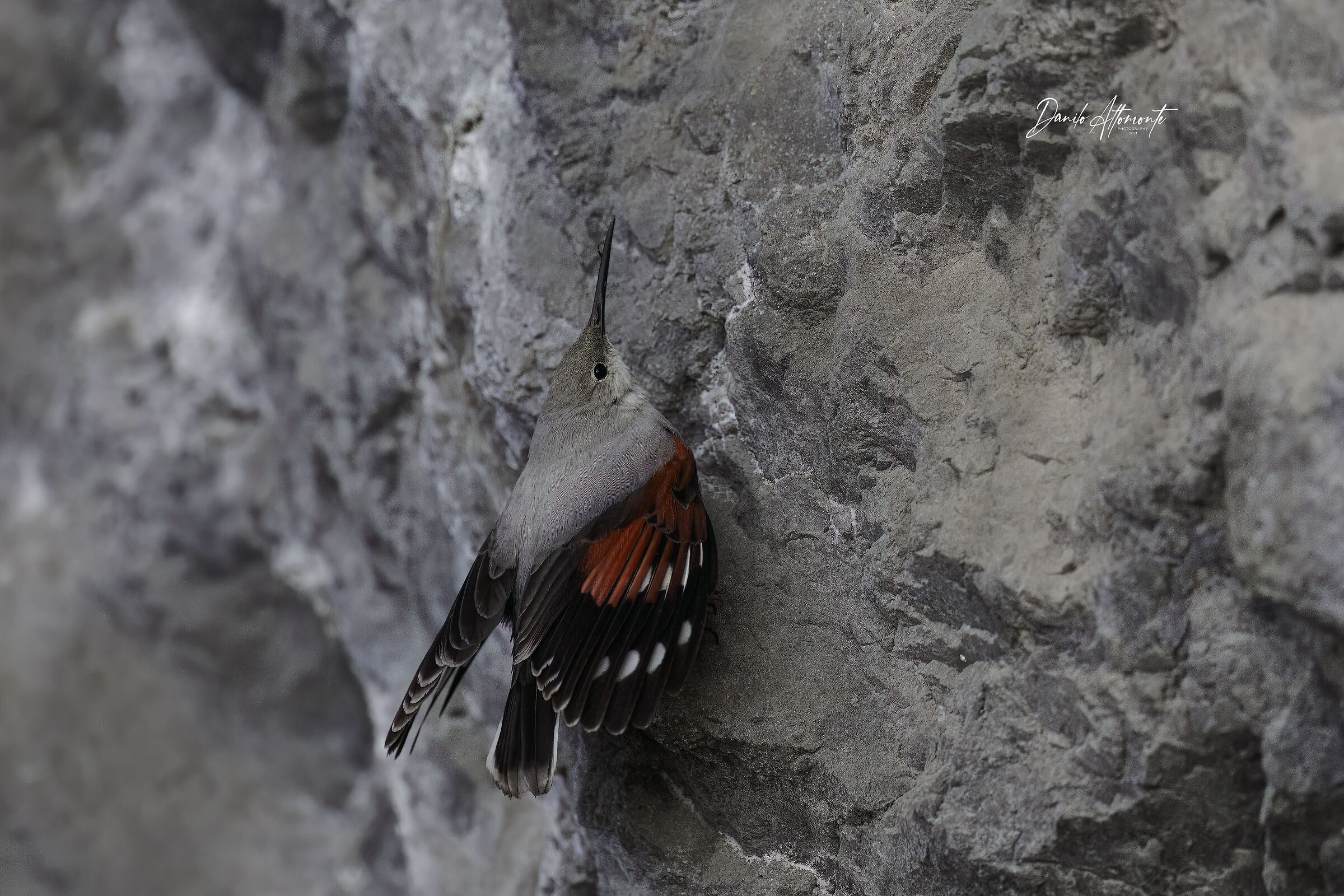 Wallcreeper