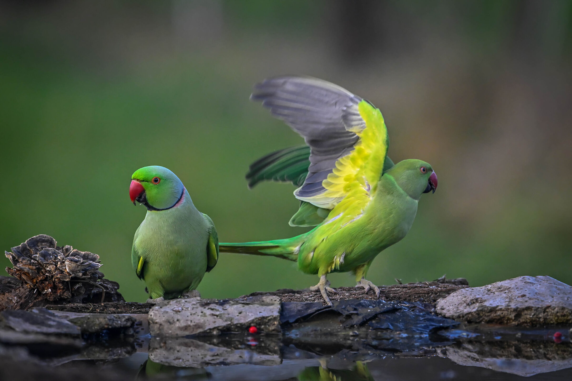 Parakeets