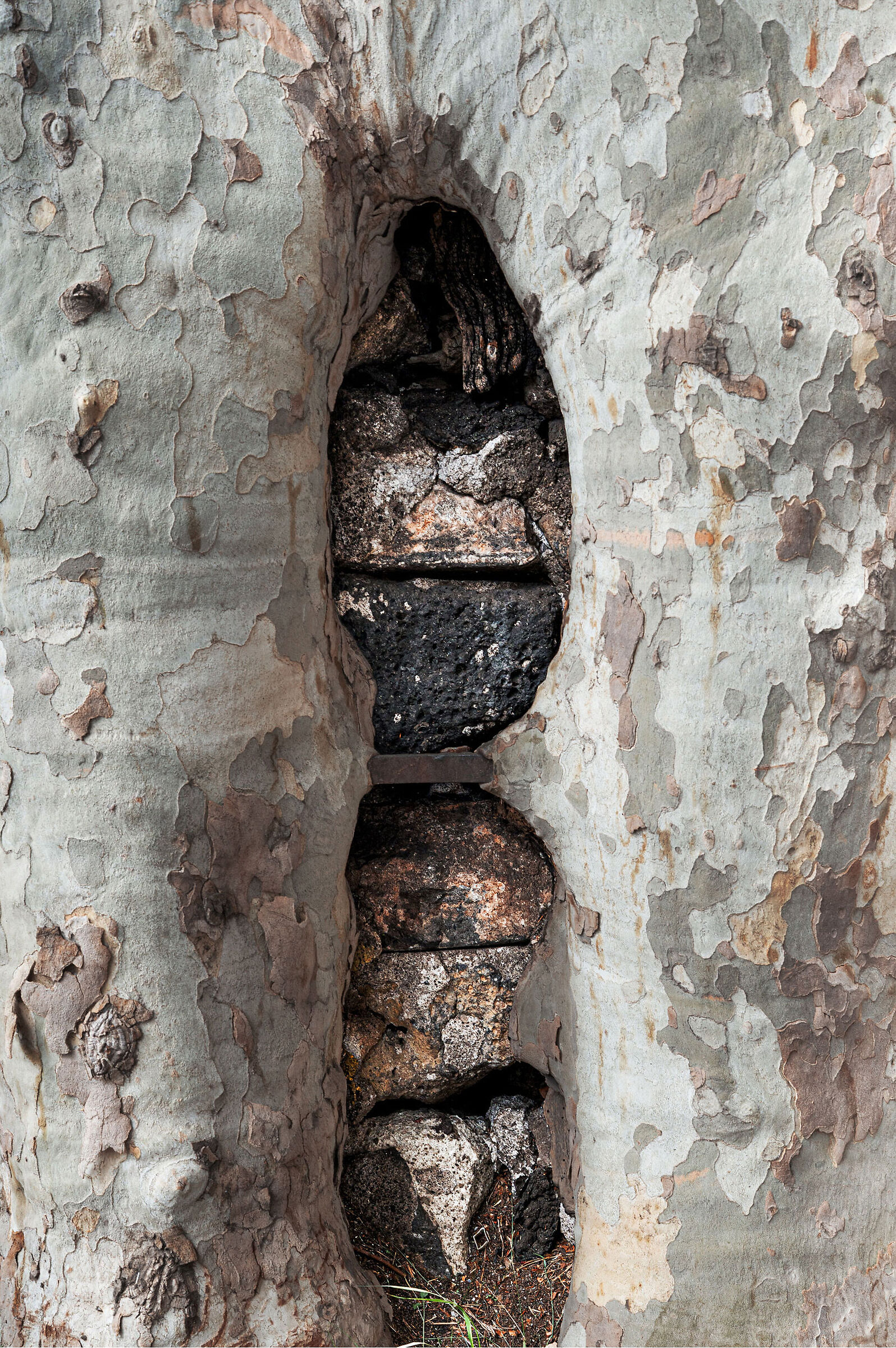 Arvulu rossu - Platano centenario a Catania