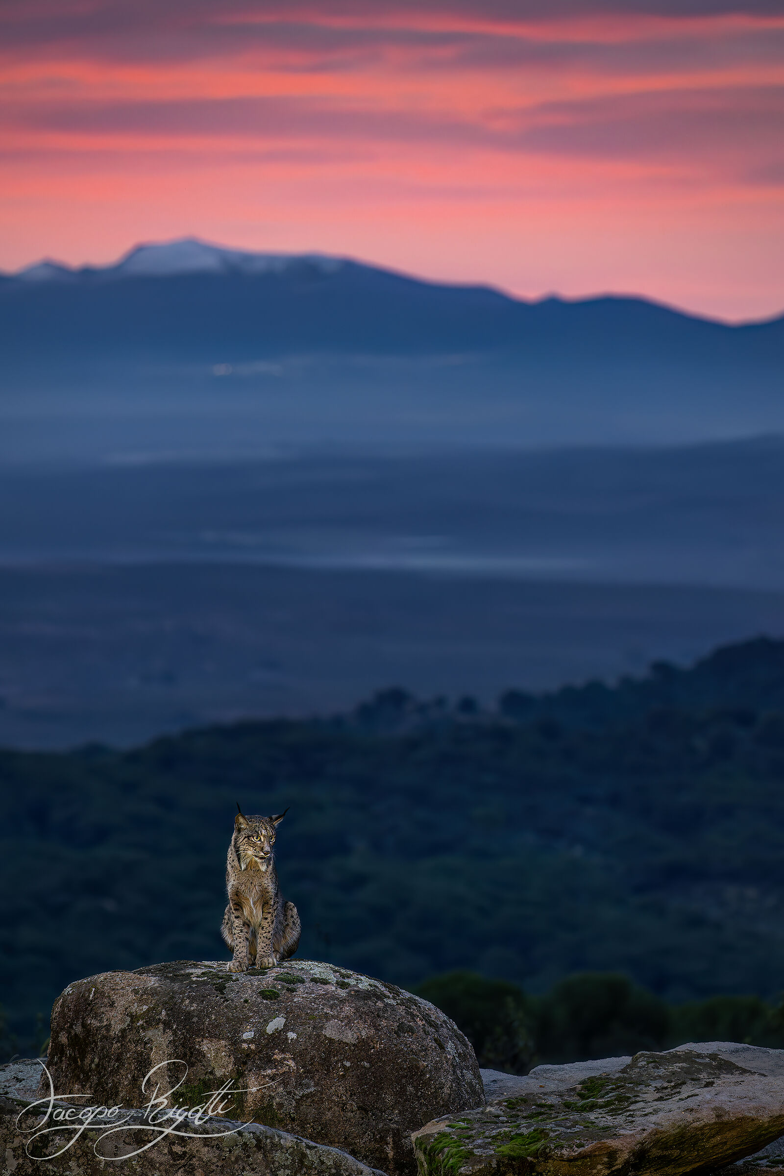 Lince iberica all'alba