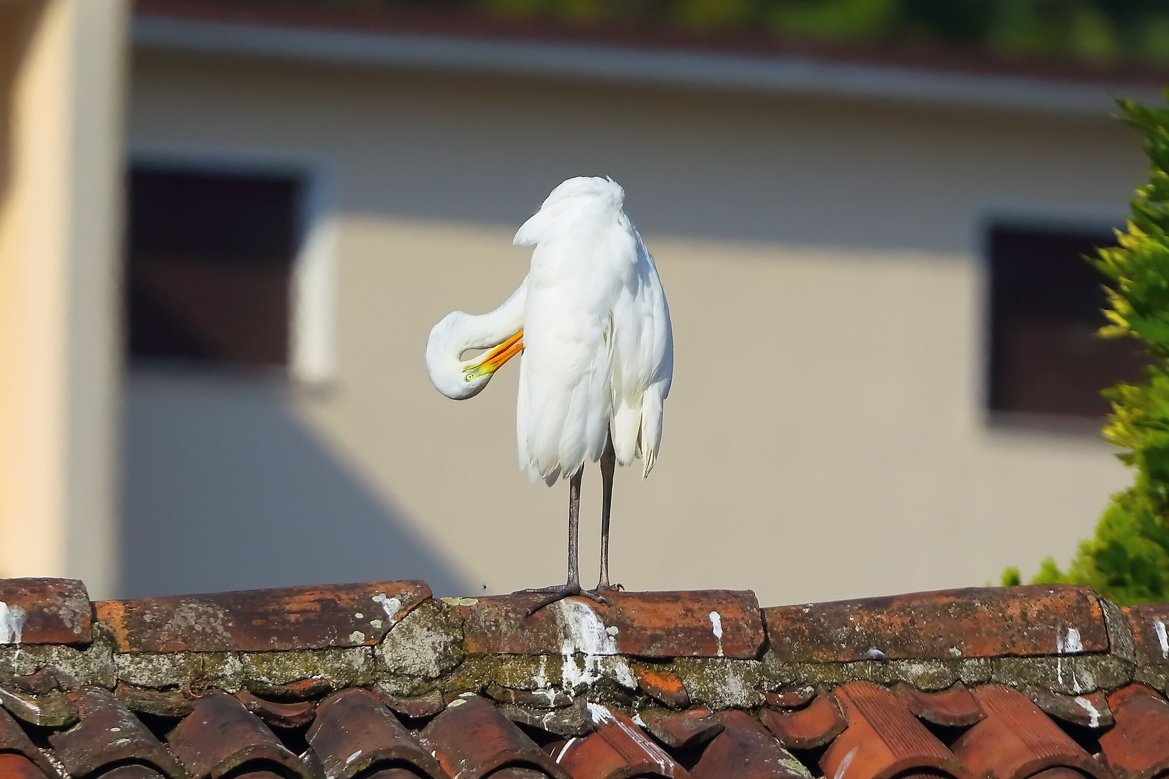 ABM 13 agosto 2025 - 0098