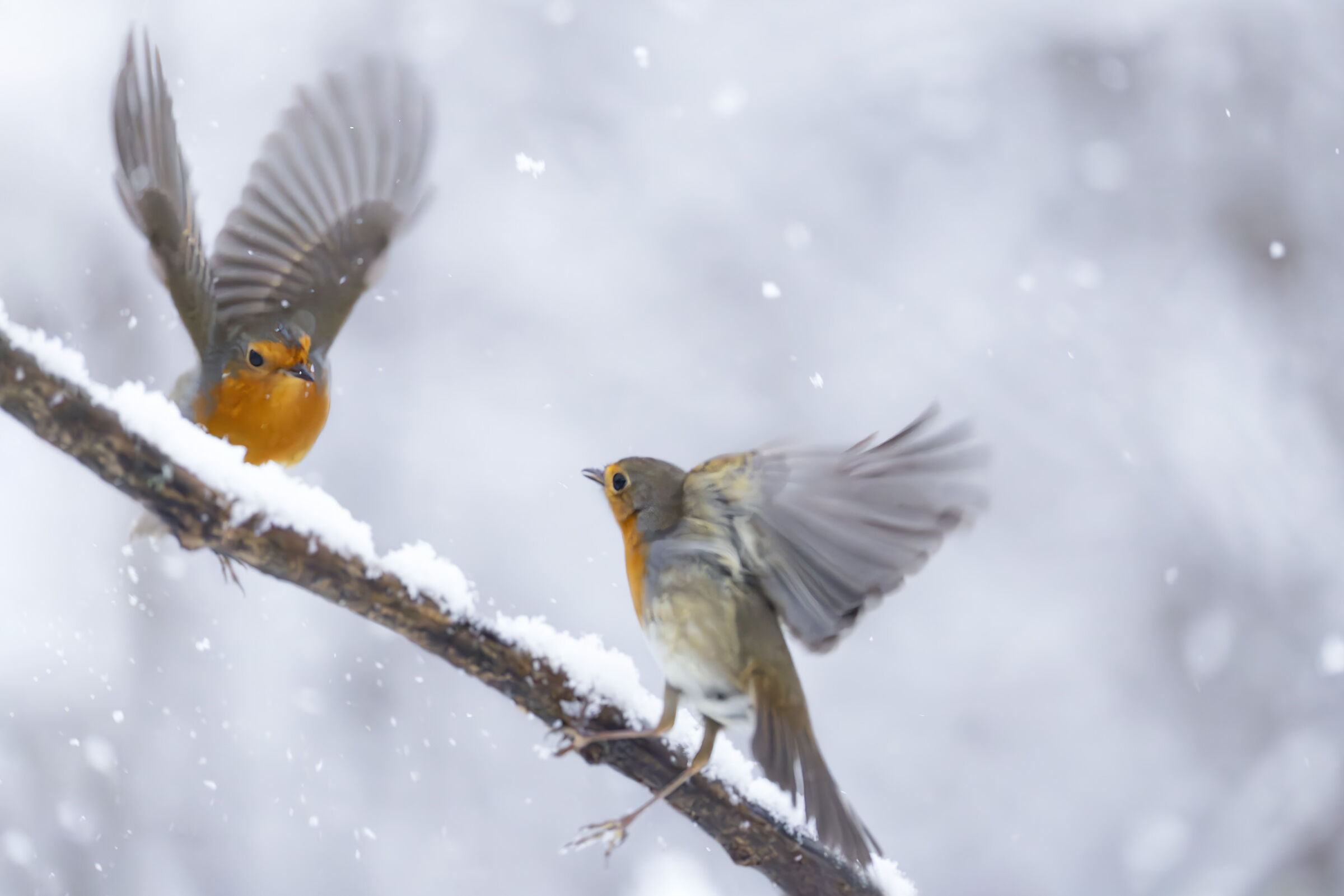 Fight in the Blizzard