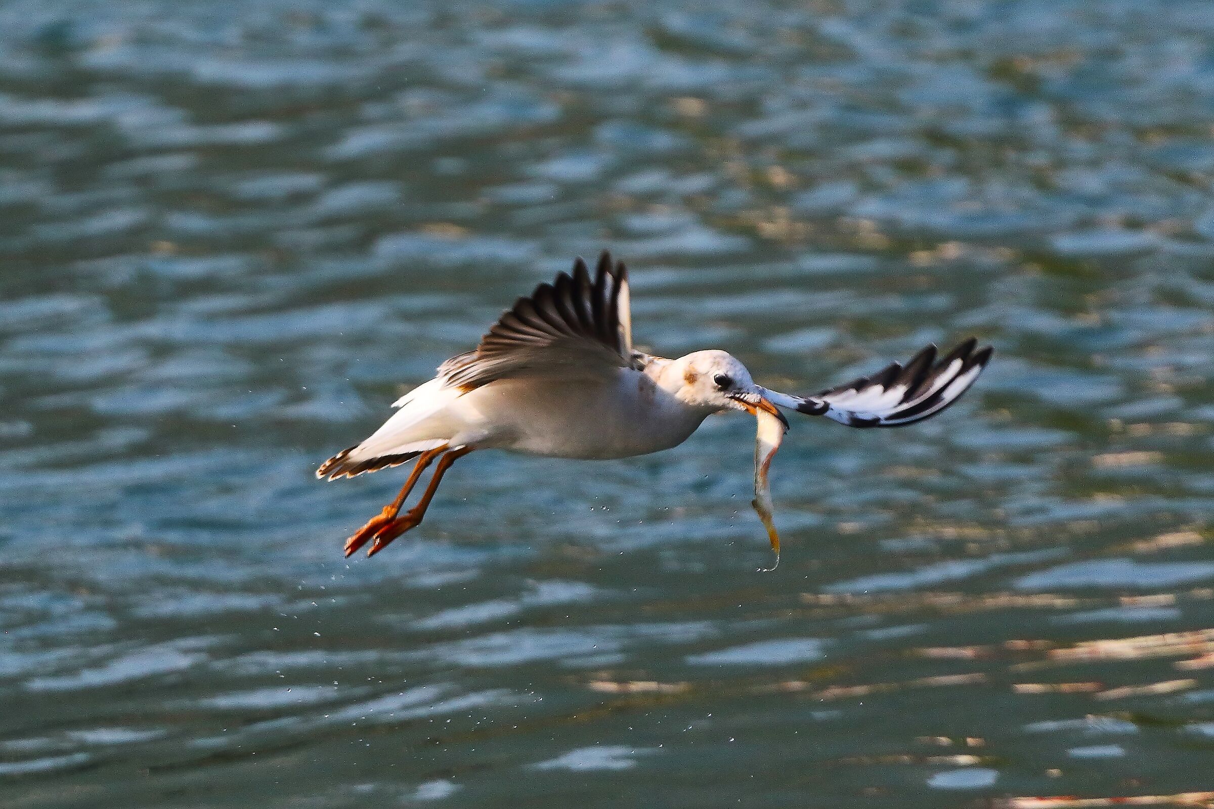 Gabbiano C 13 agosto 2025 - 0139