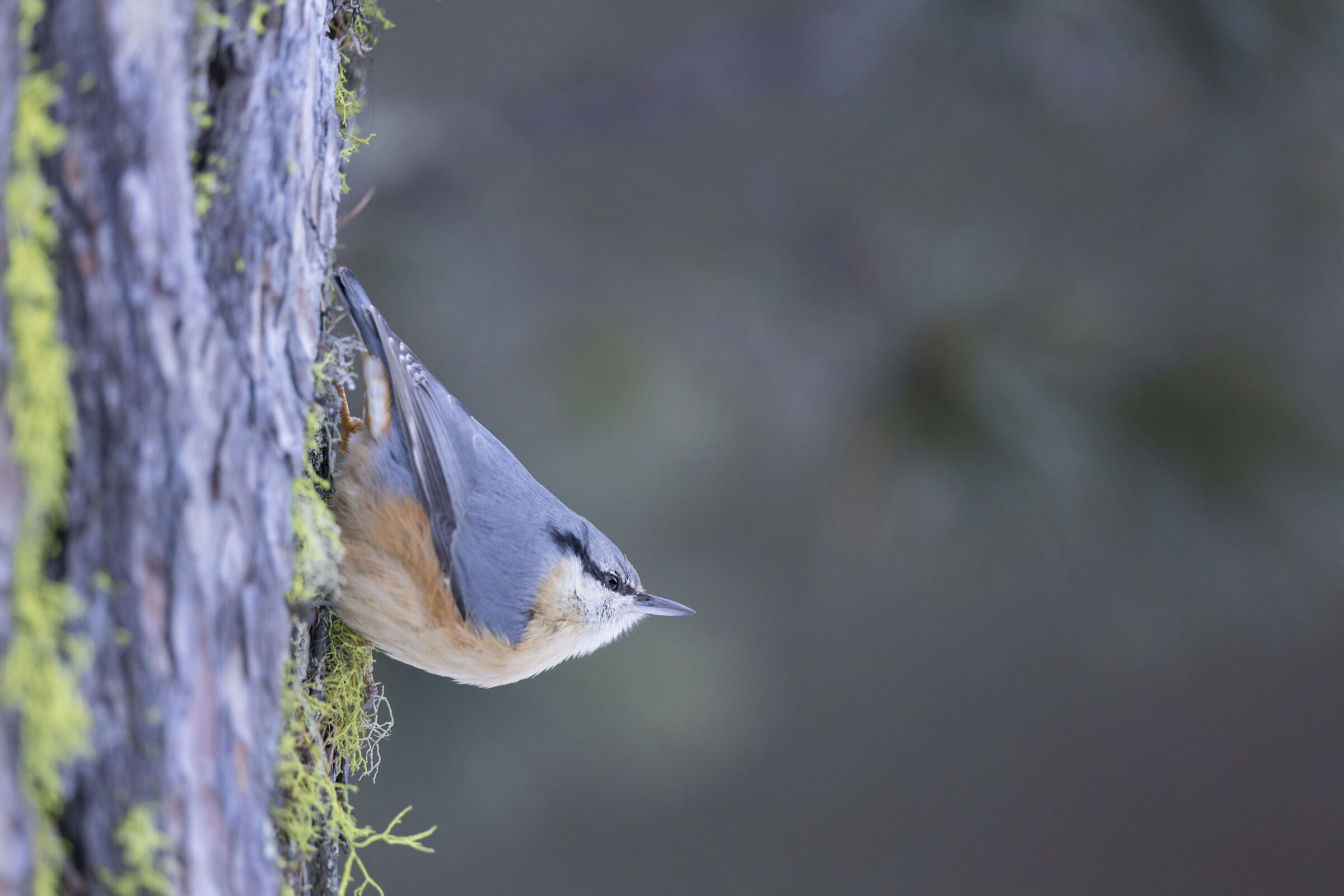 Nuthatch