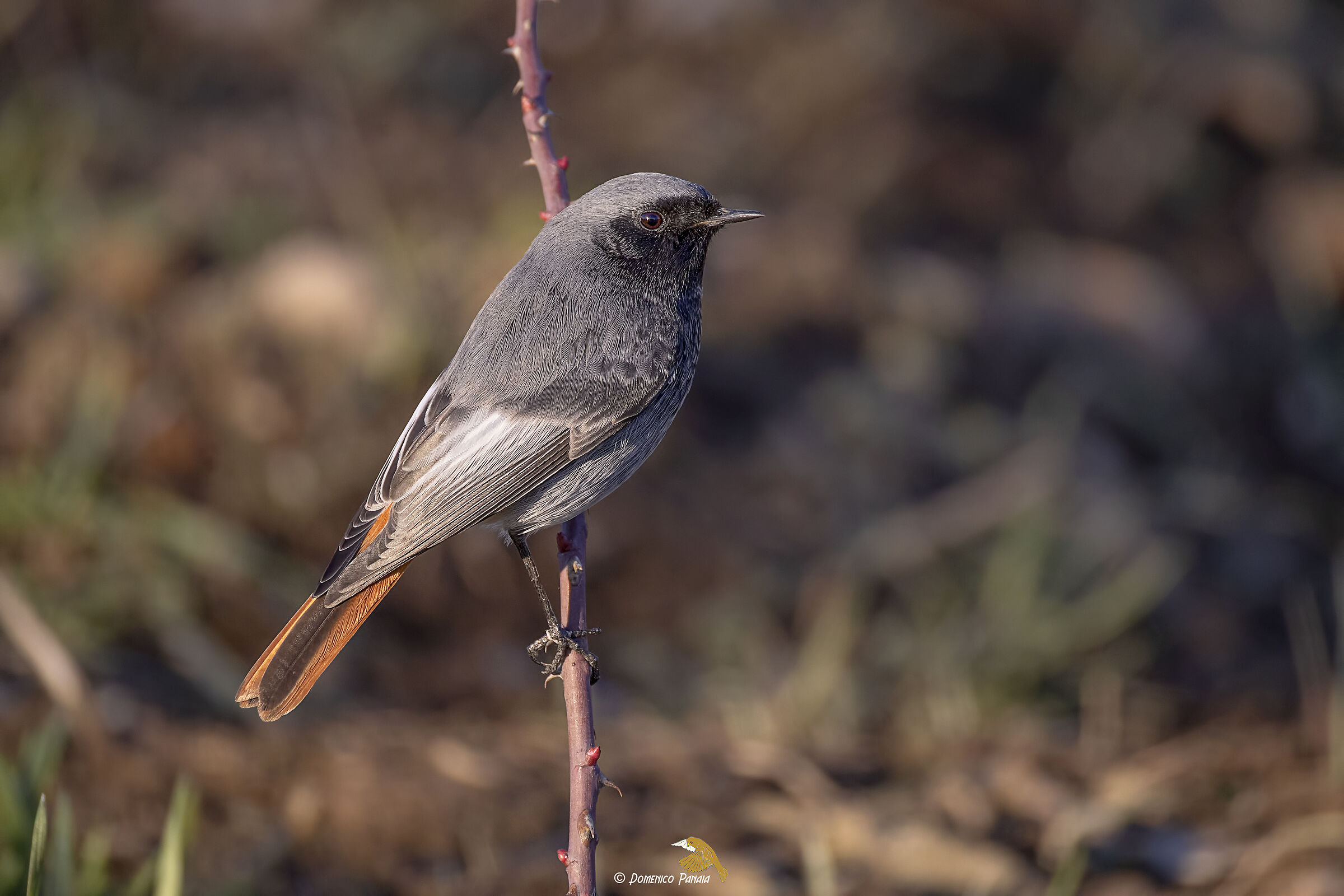 Codirosso spazzacamino