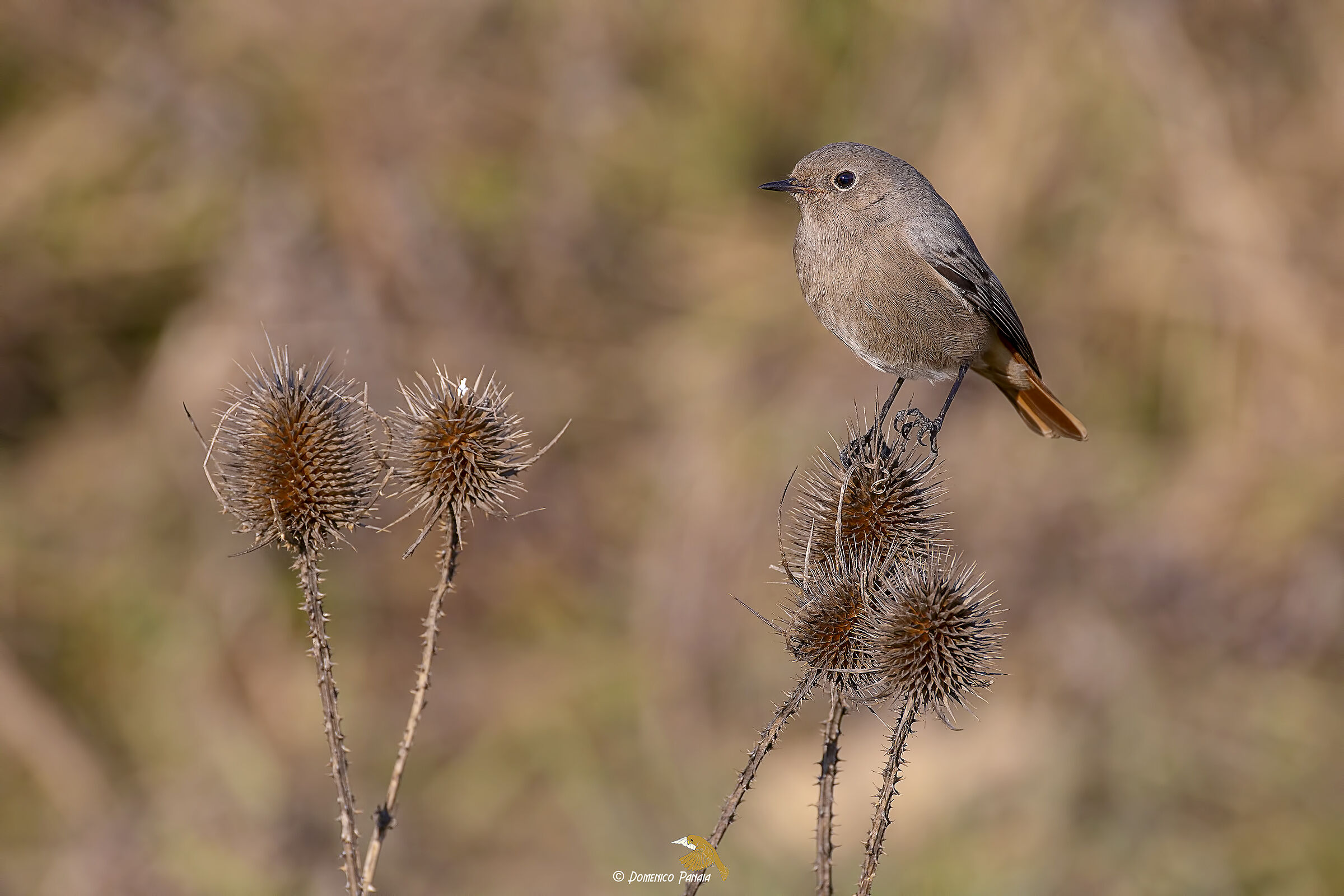 Codirosso spazzacamino
