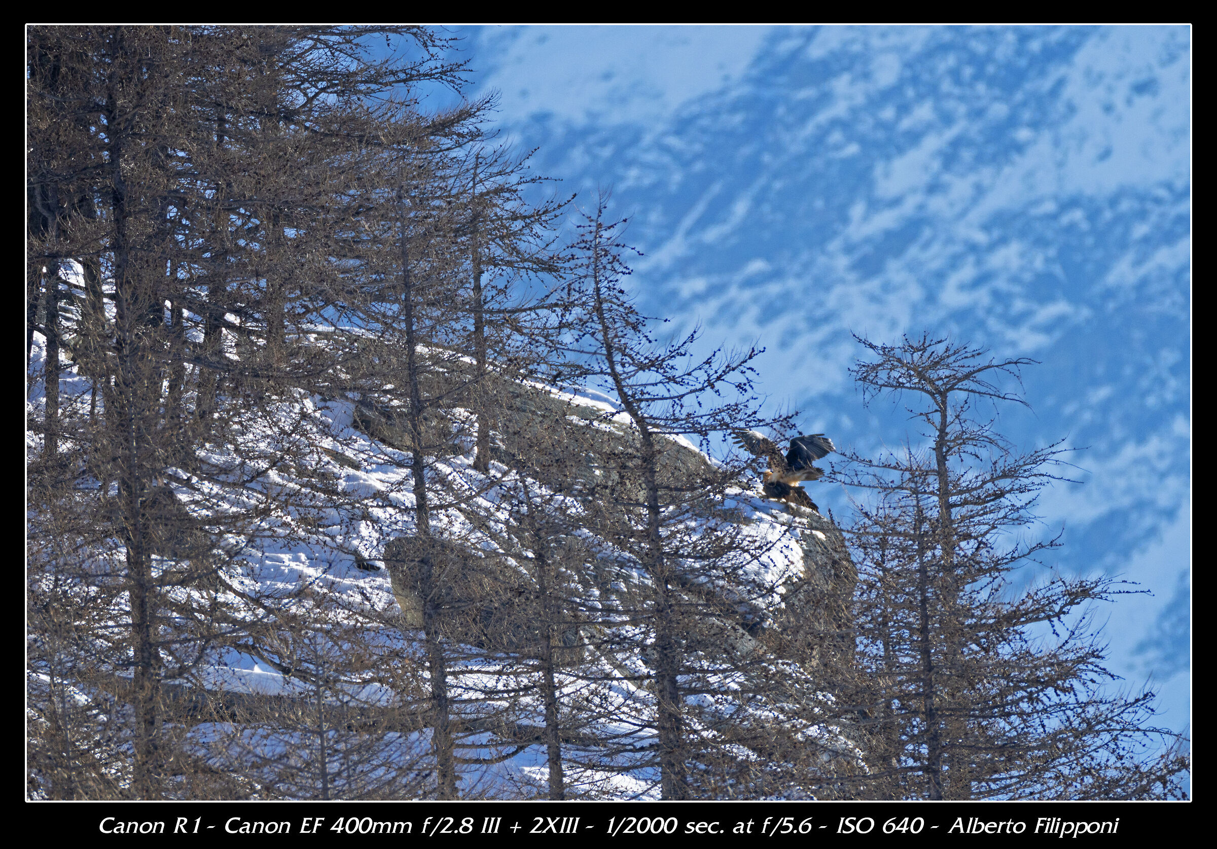 L'accoppiamento dei gipeti