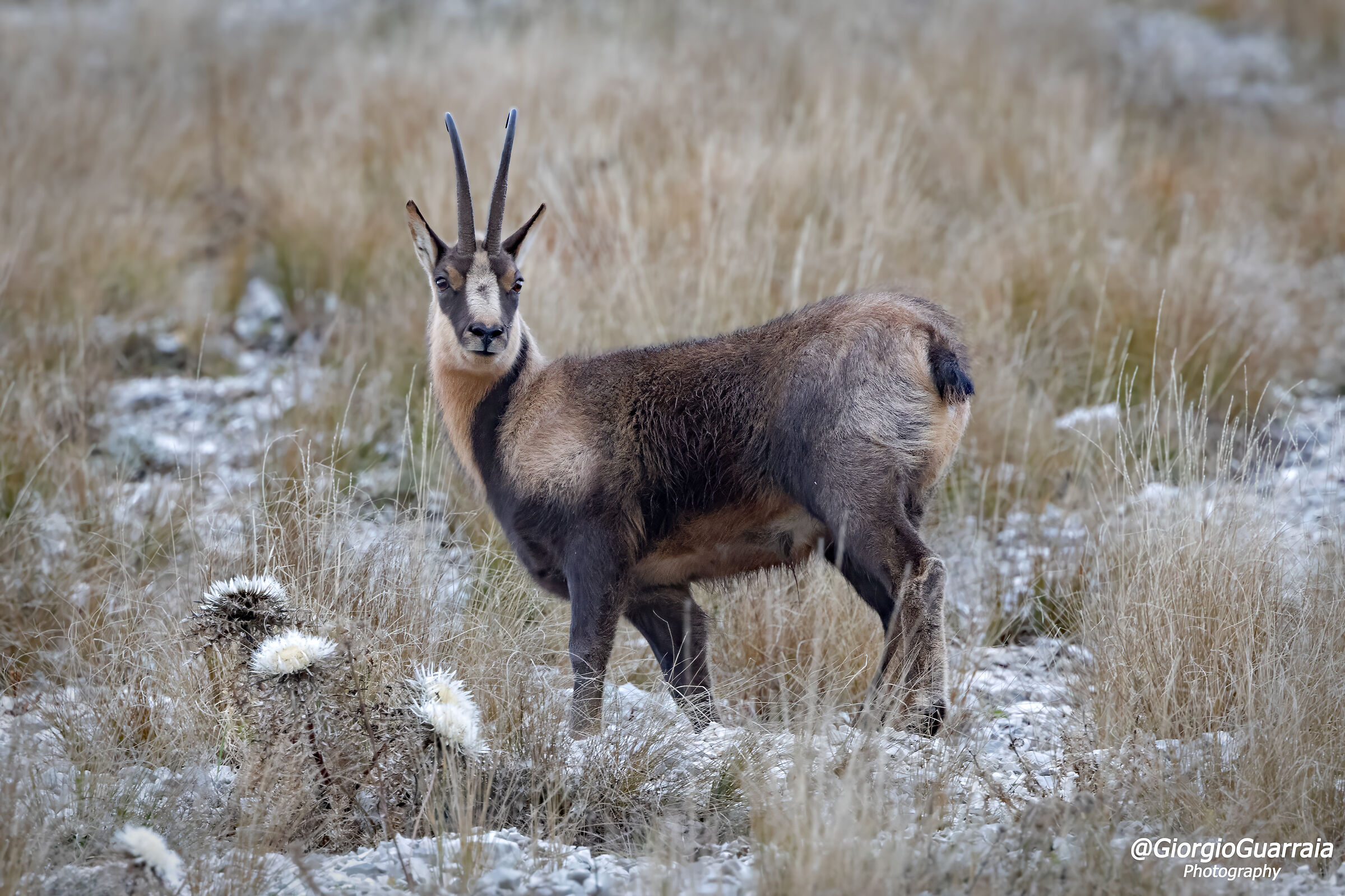 Camoscio appenninico