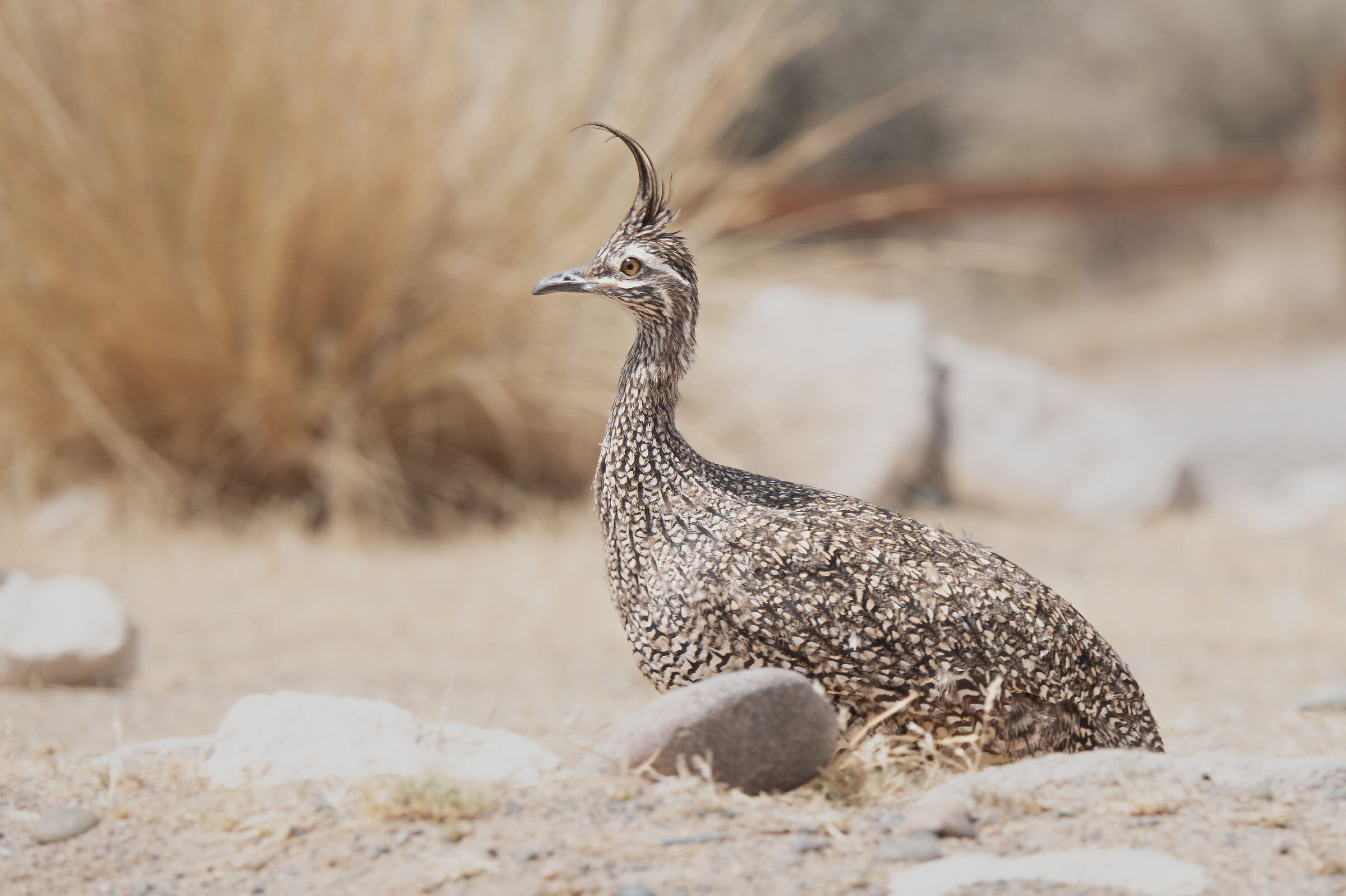 Martinetta dal ciuffo