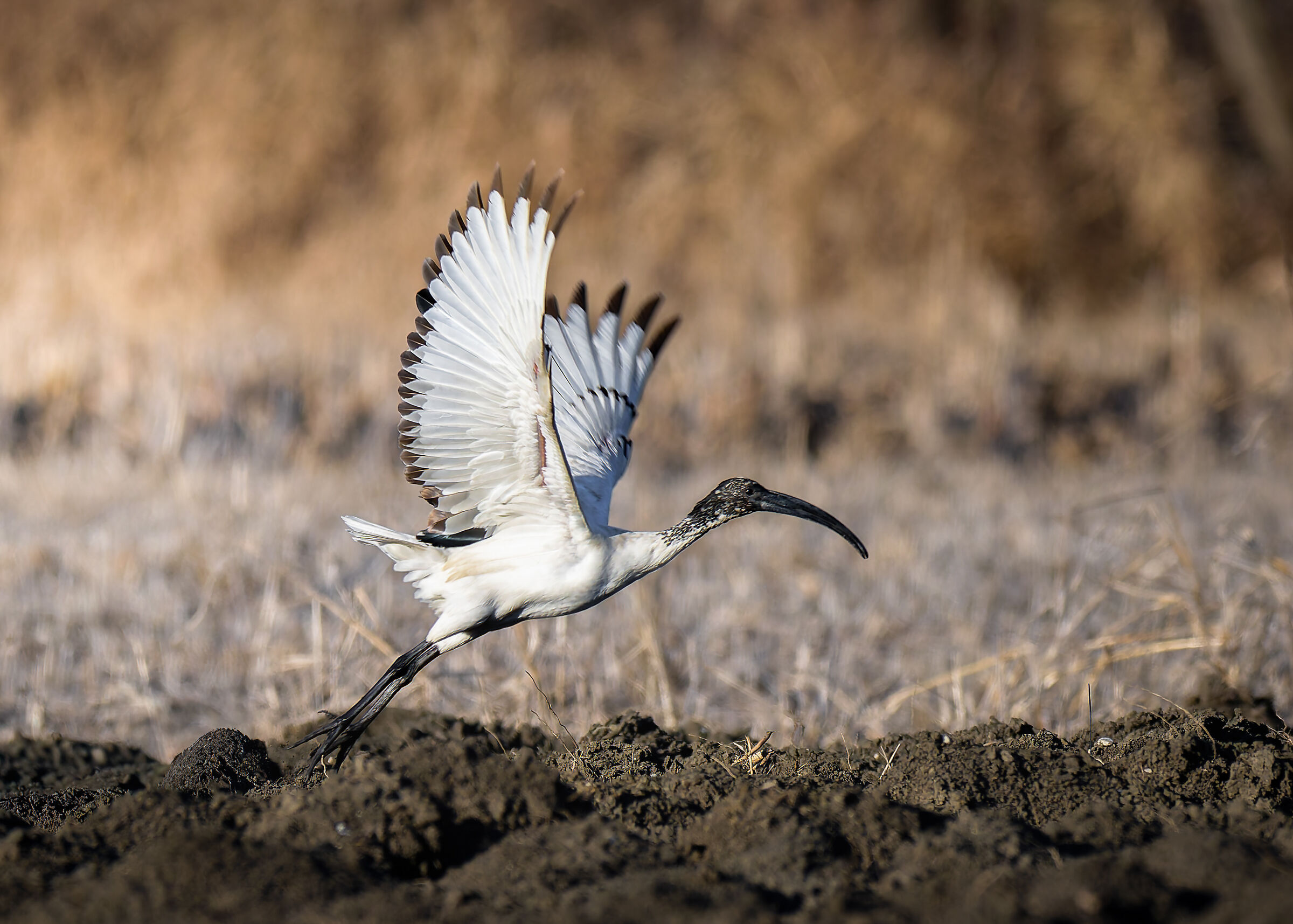Ibis sacro