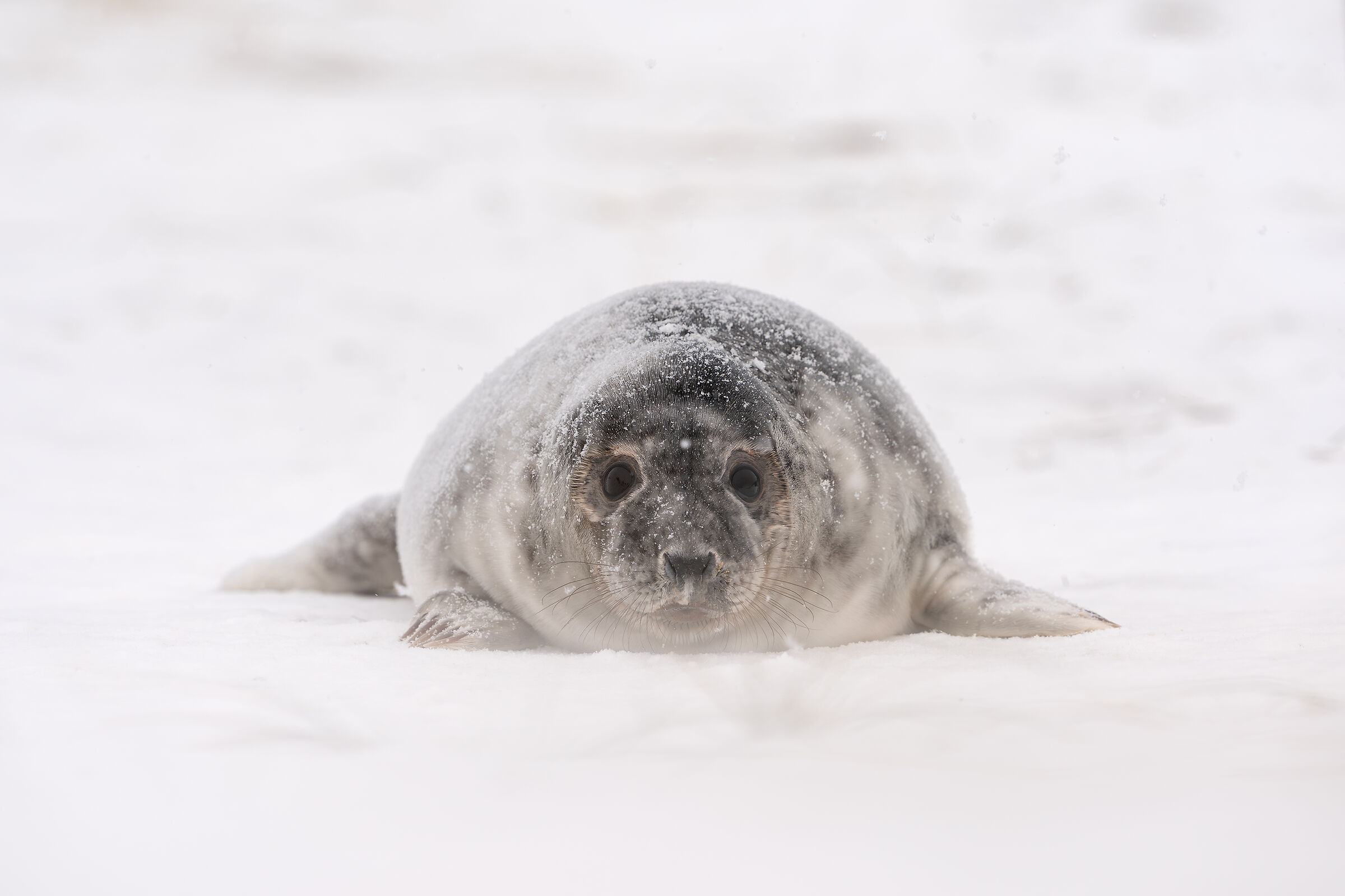Seal in the storm
