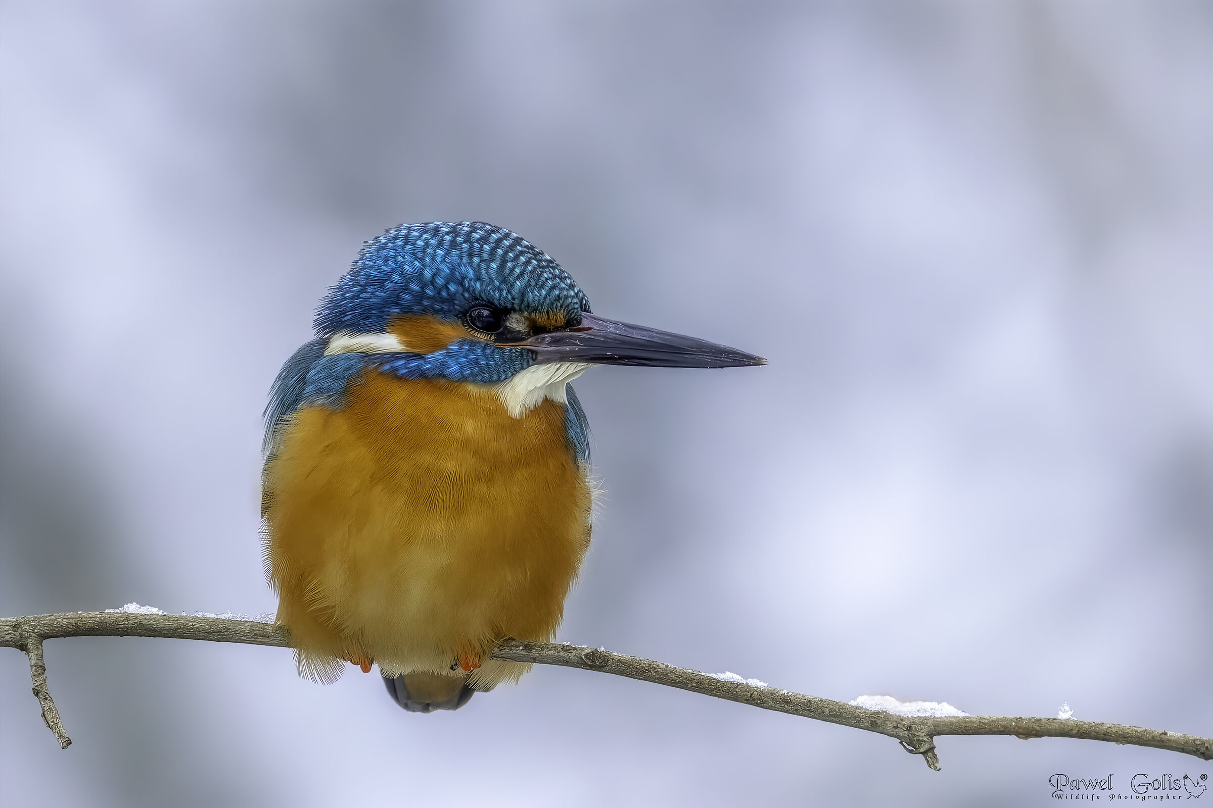 Kingfisher (Alcedo atthis)