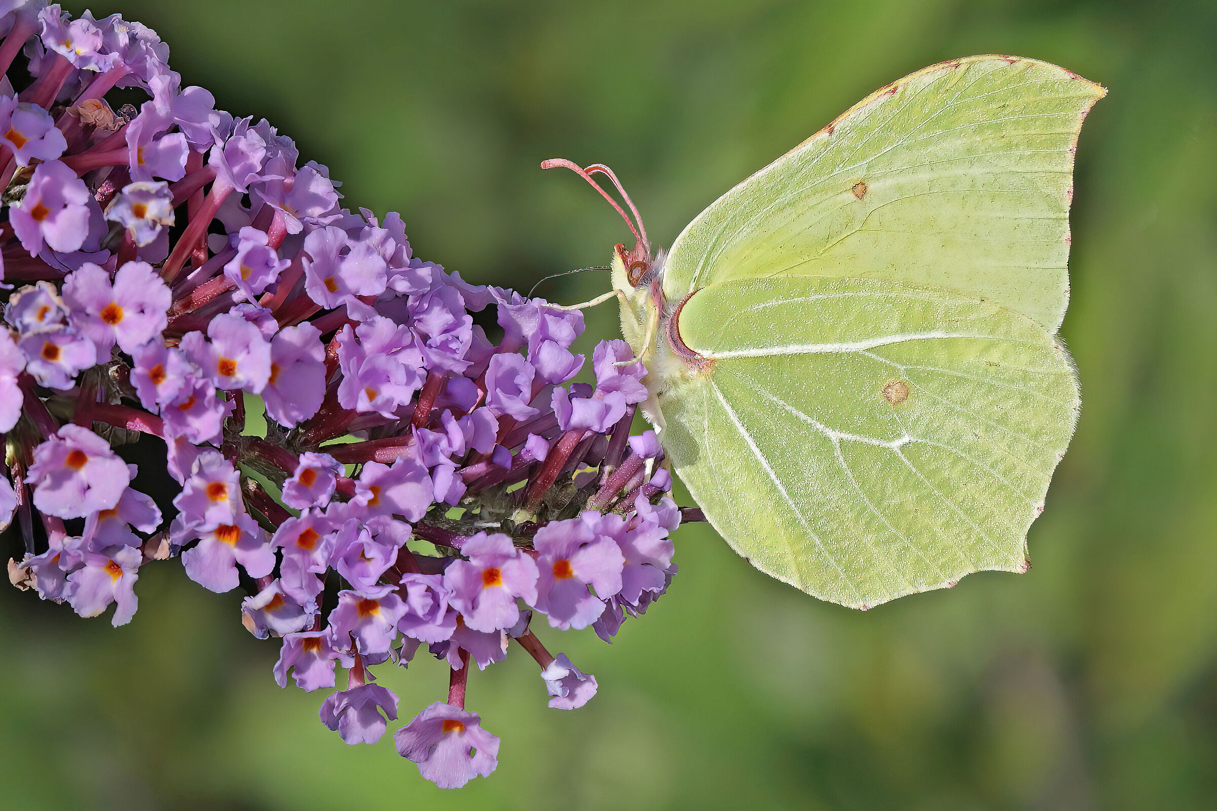 Gonepteryx rhamni (Esemplare femmina)