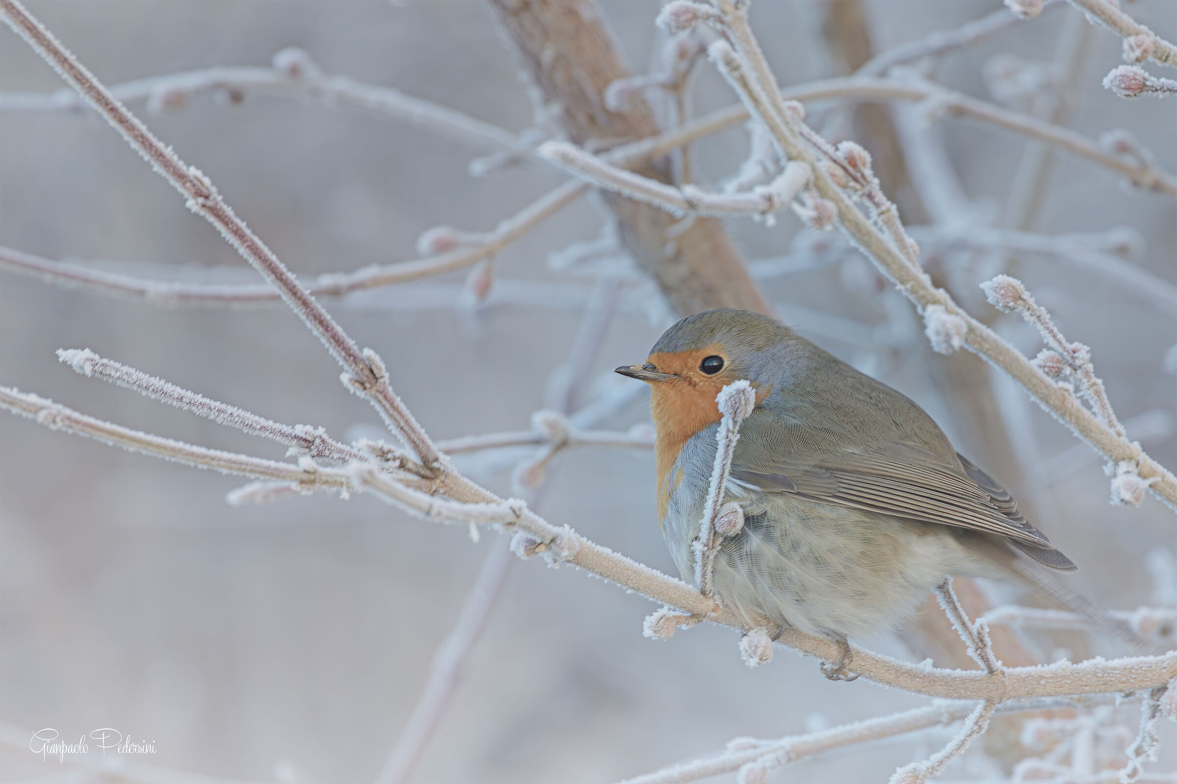 Lui è lì...tra nebbia e gelo