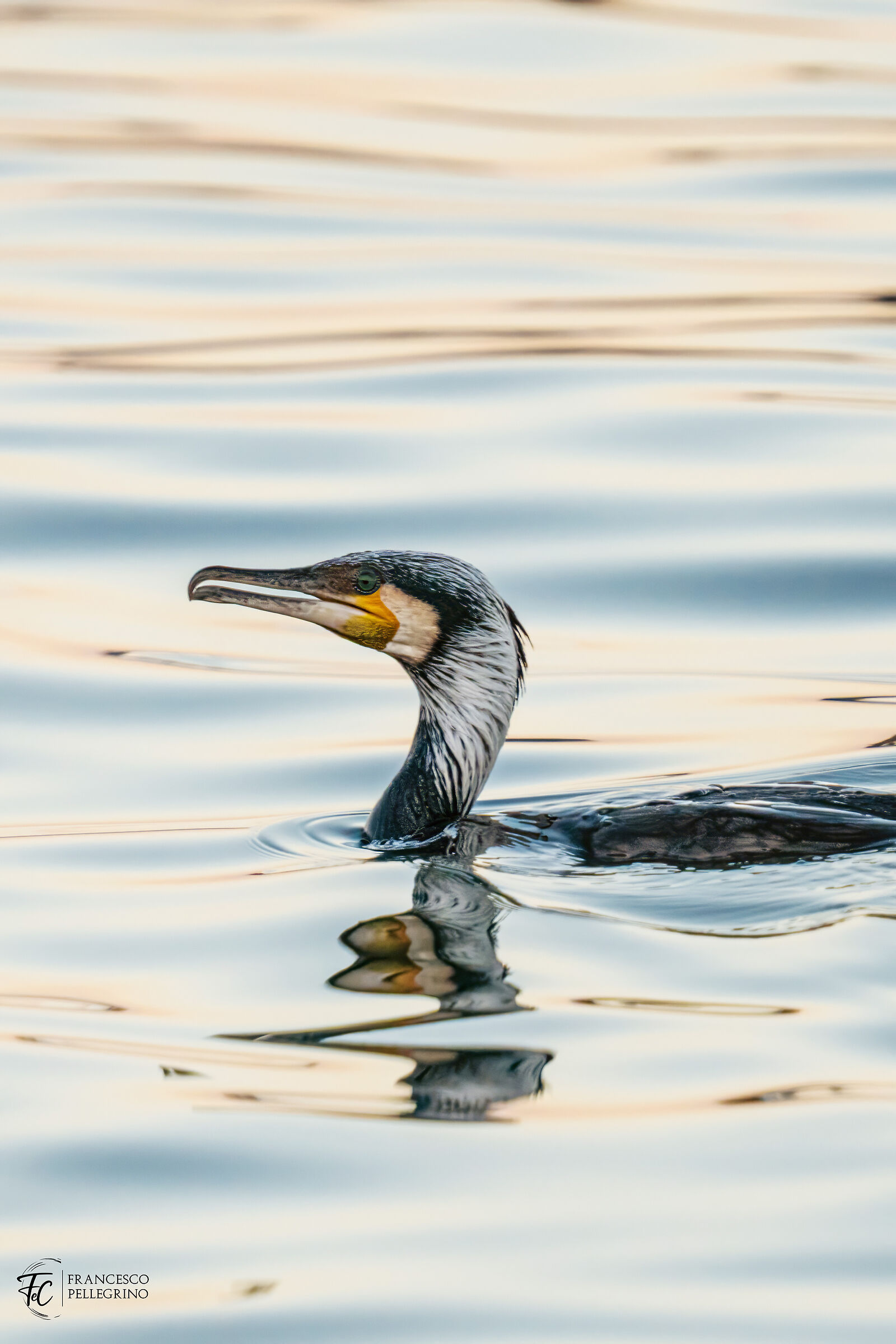 Cormorano