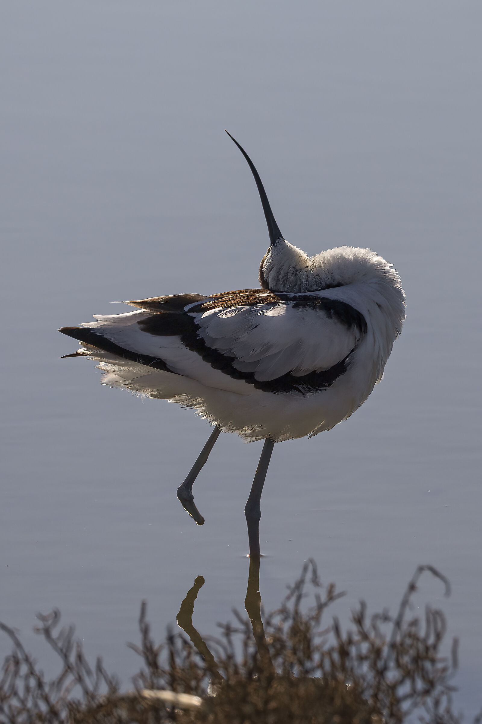 Avocet