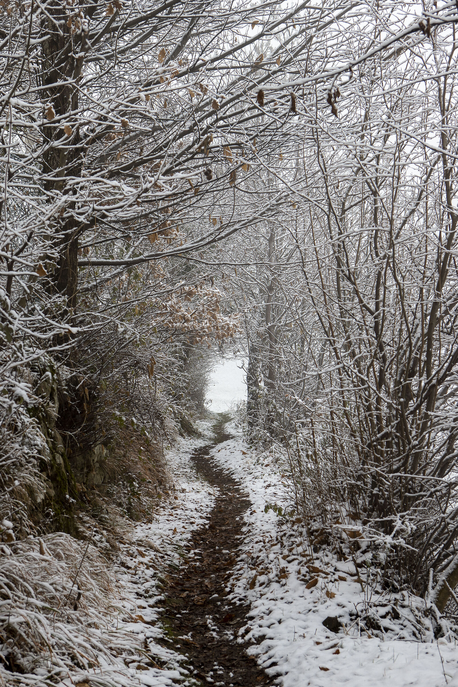 Snowy path