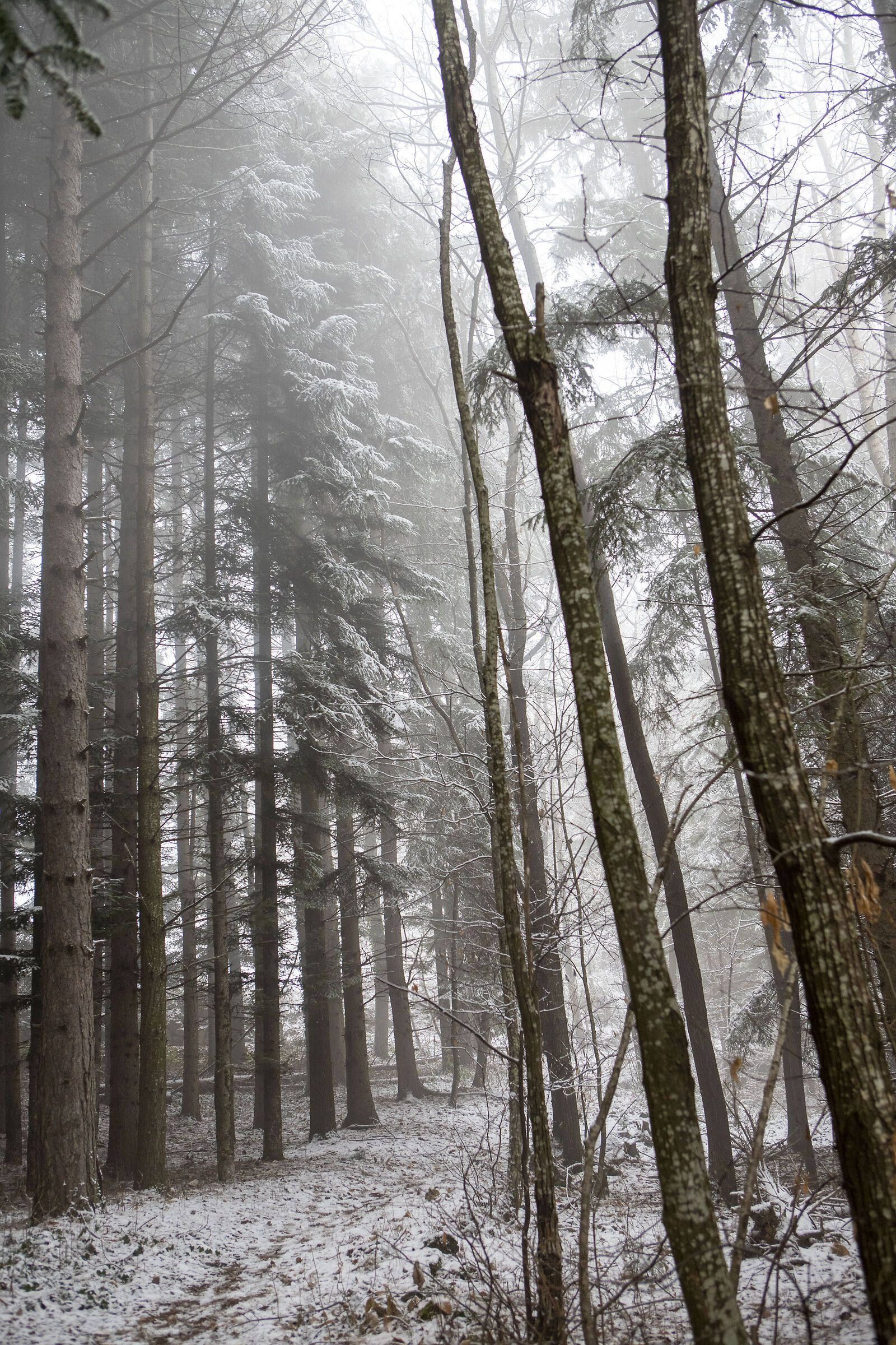 Fir and Fog