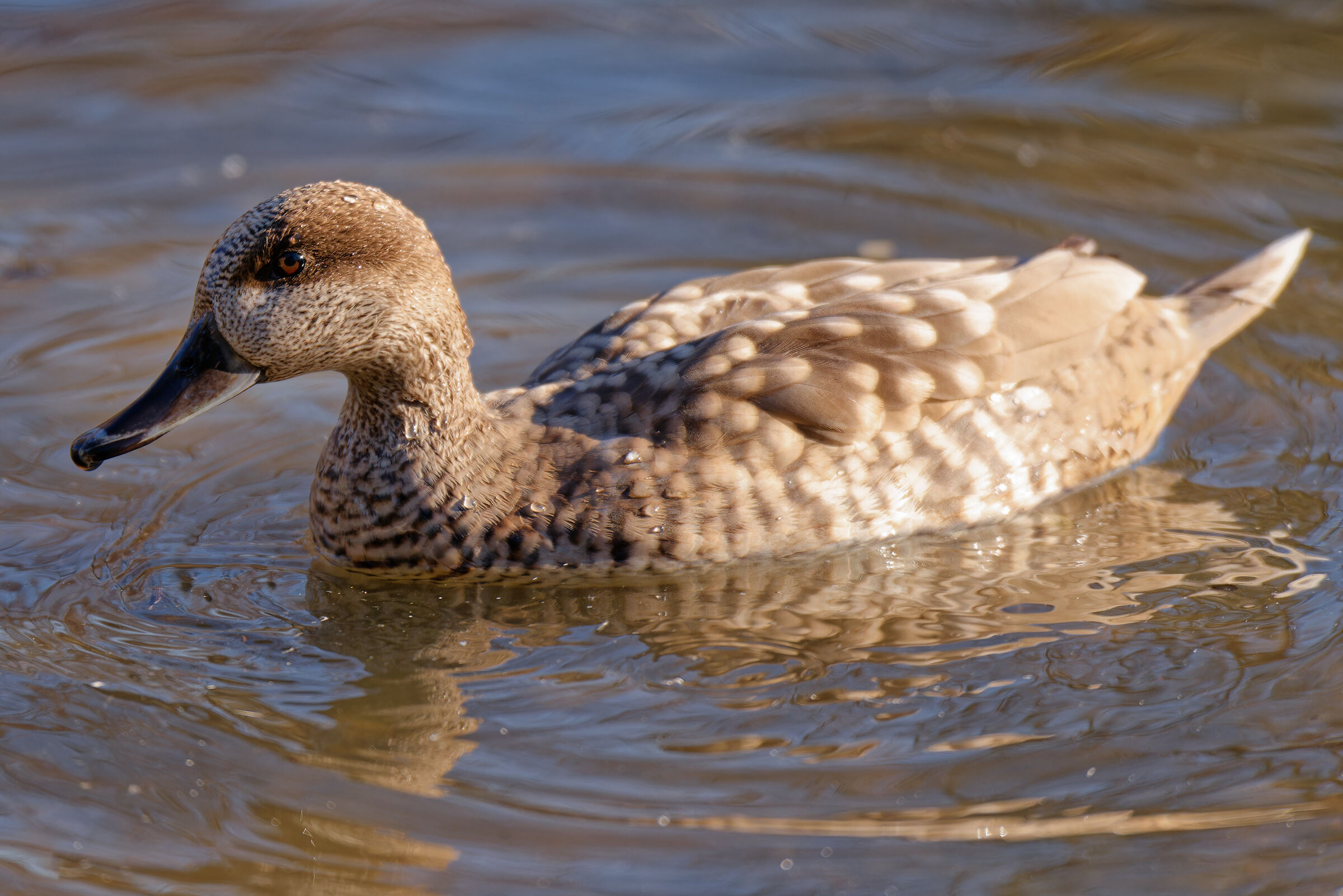 Marmaronetta angustirostris