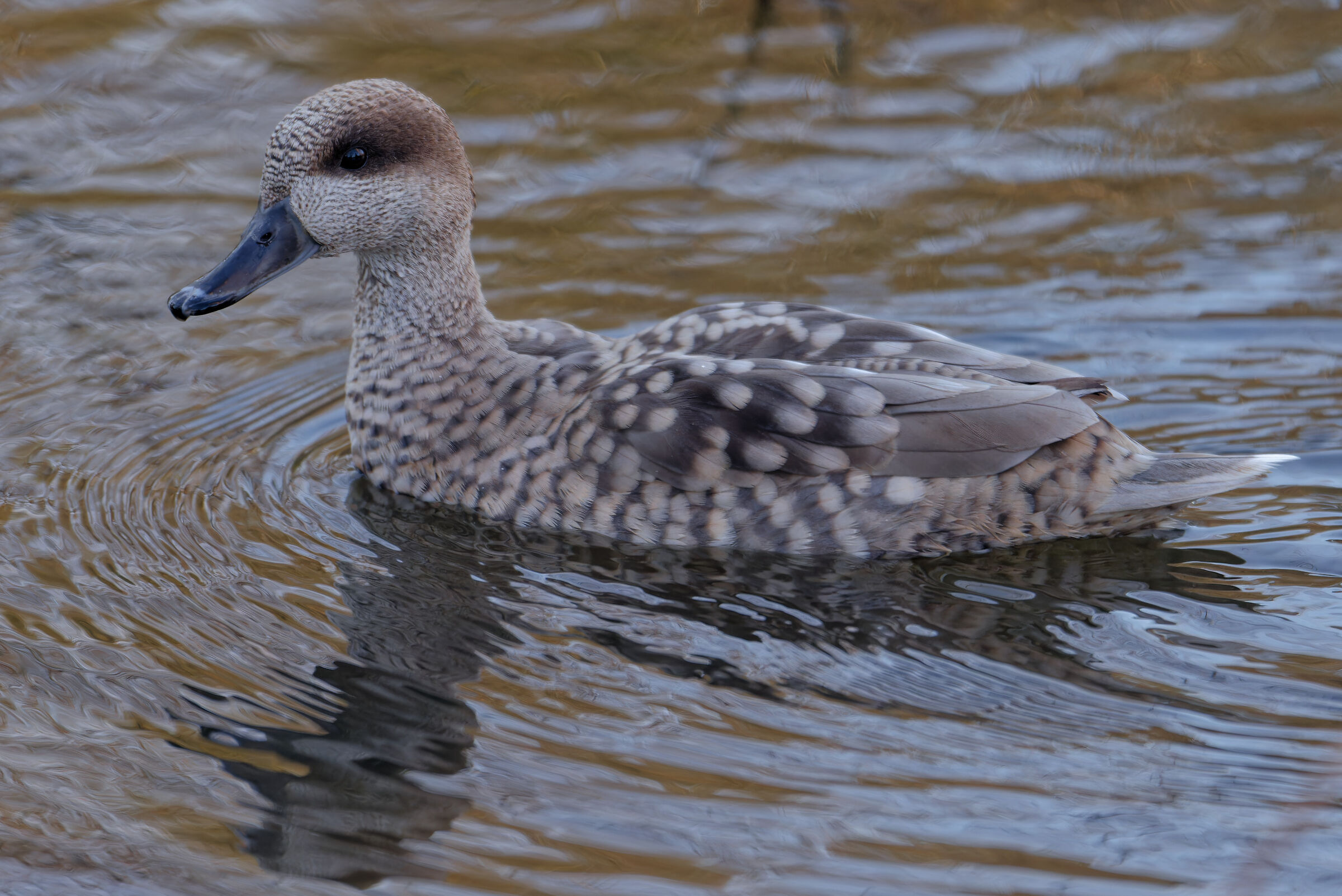 Marmaronetta angustirostris