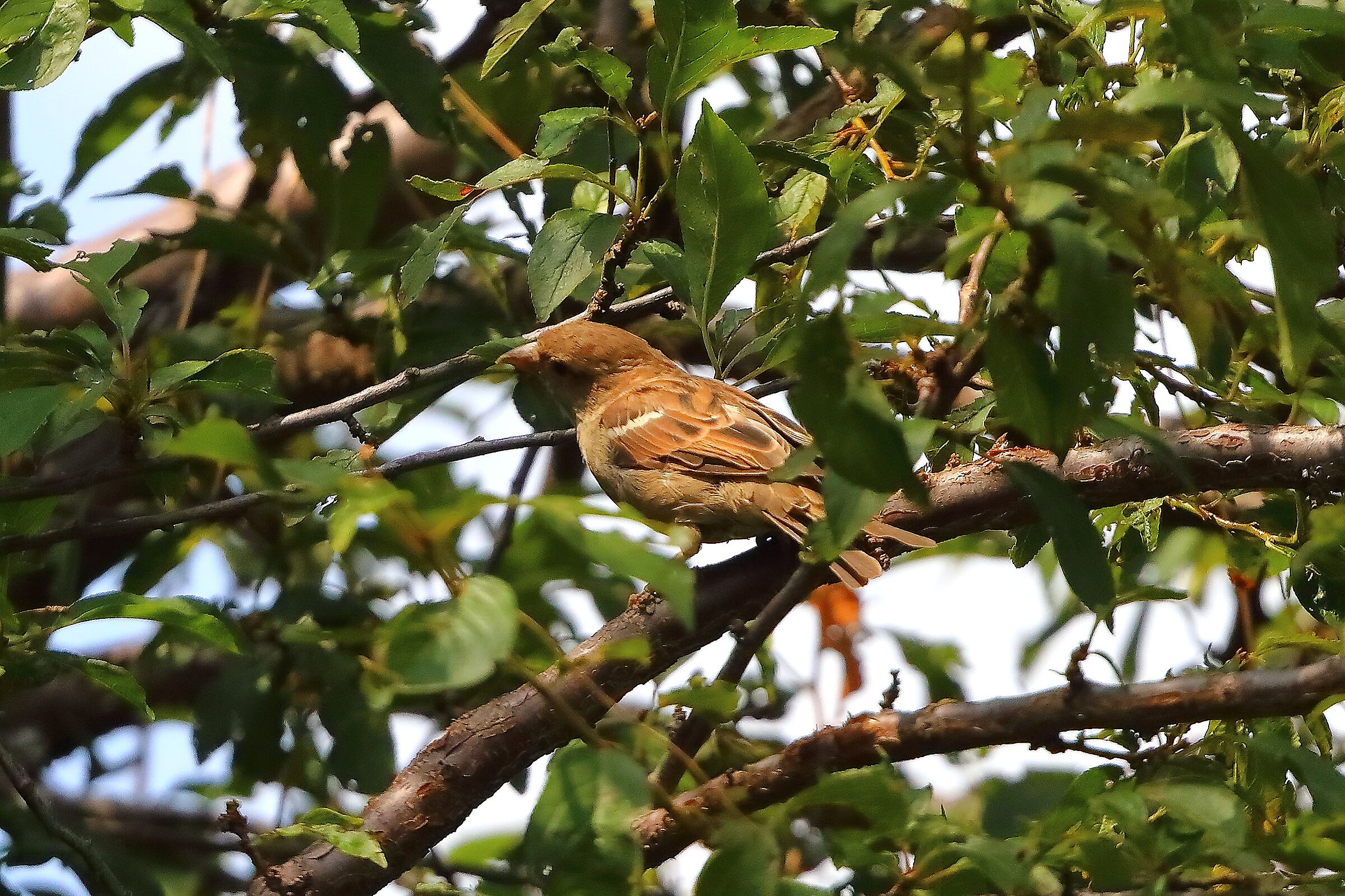 Passero 18 agosto 2025 - 0030