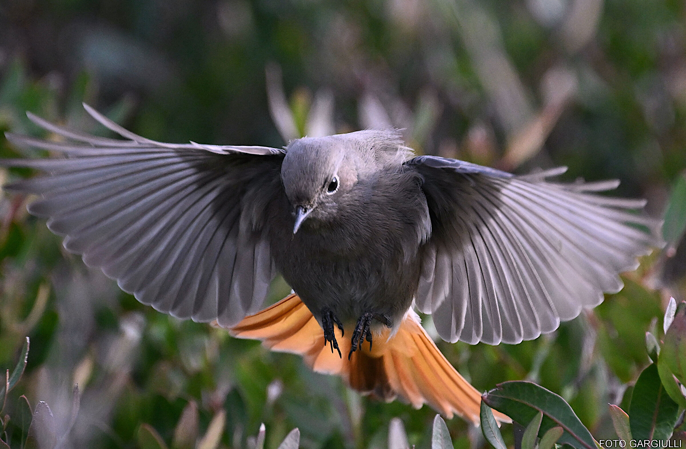 Chimney Sweep Redstart