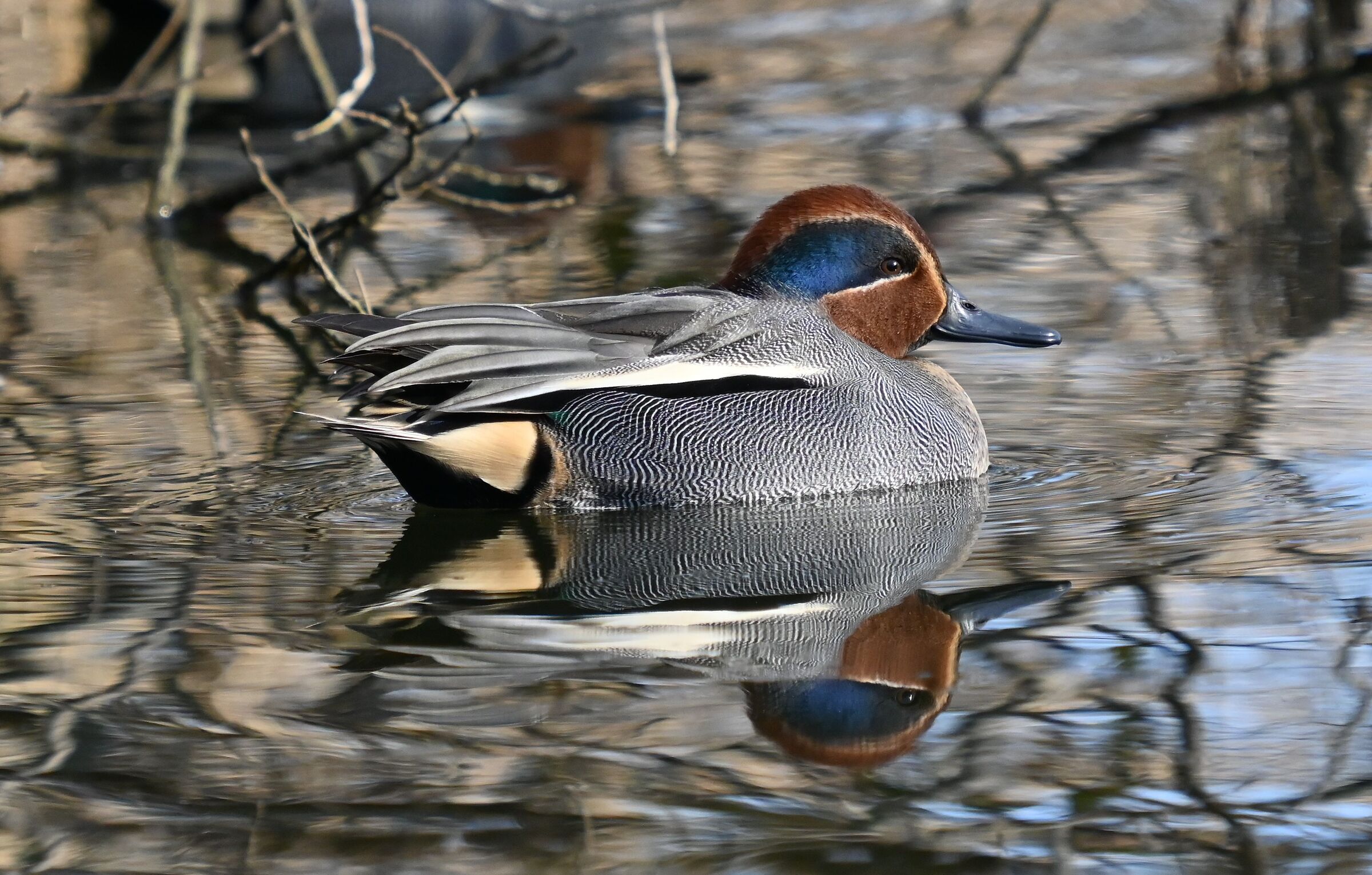 Alzavola Isola della Cona
